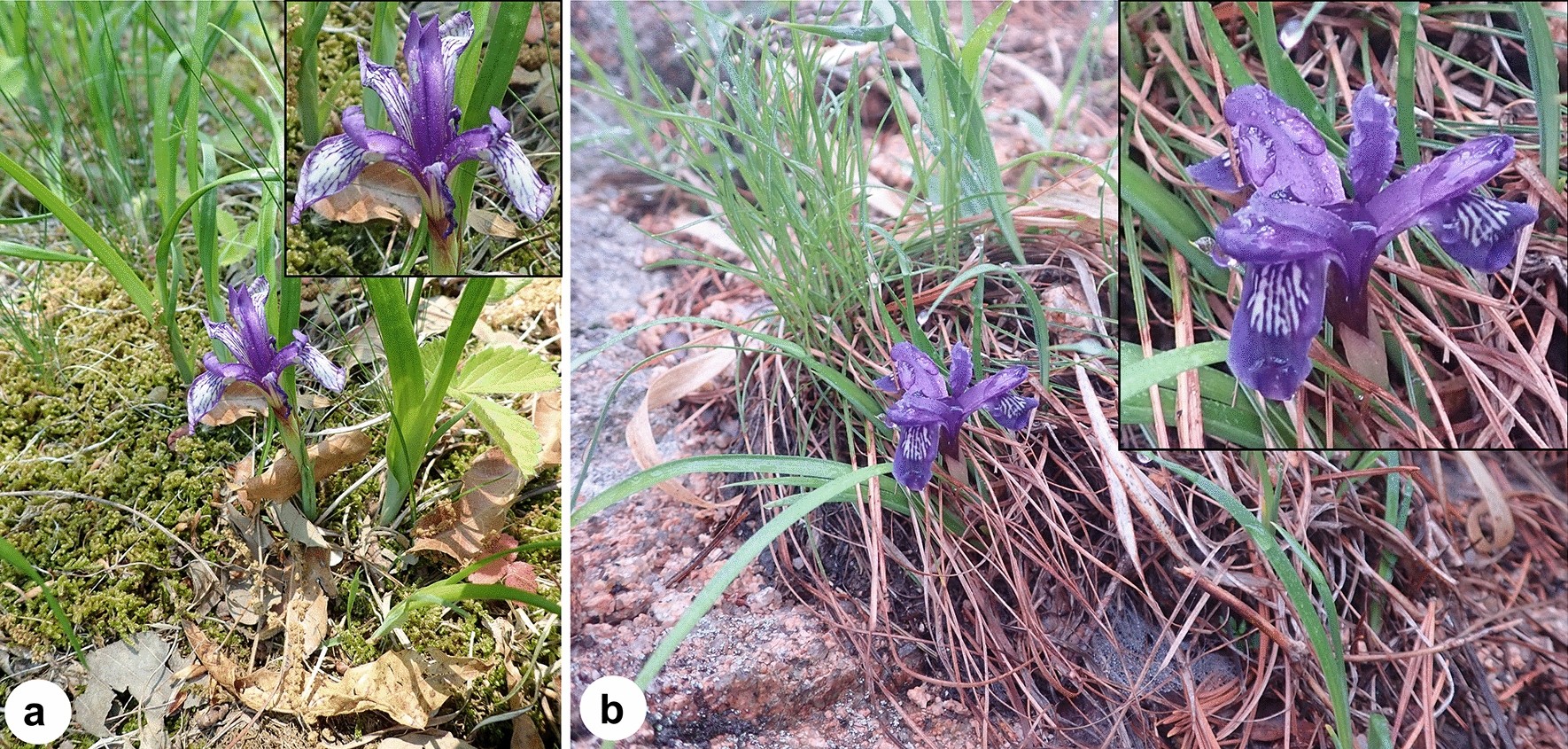 Comparative analysis of two Korean irises (Iris ruthenica and I. uniflora,  Iridaceae) based on plastome sequencing and micromorphology | Scientific  Reports