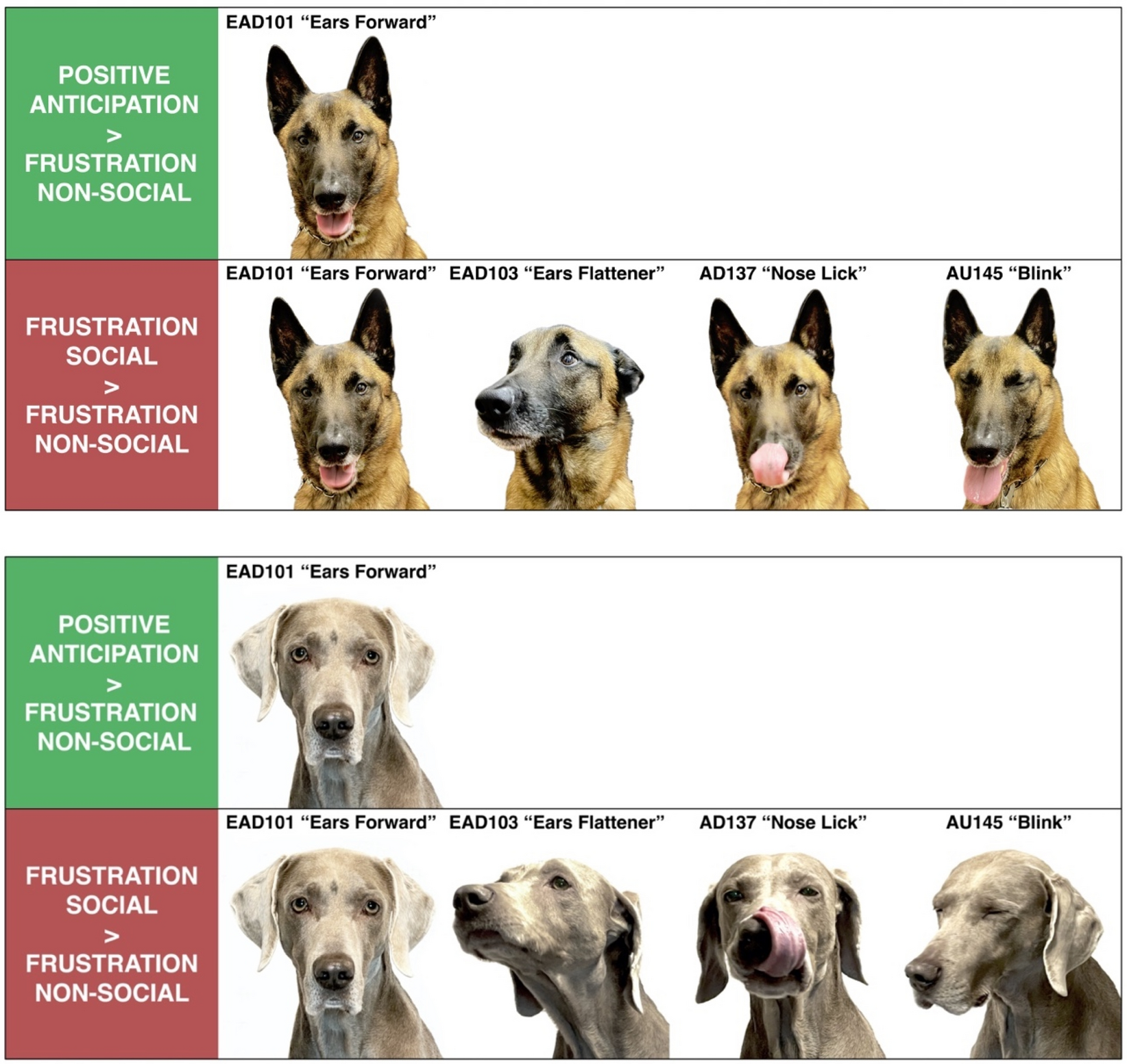 Dog Body Language 101 - The Daily Dog