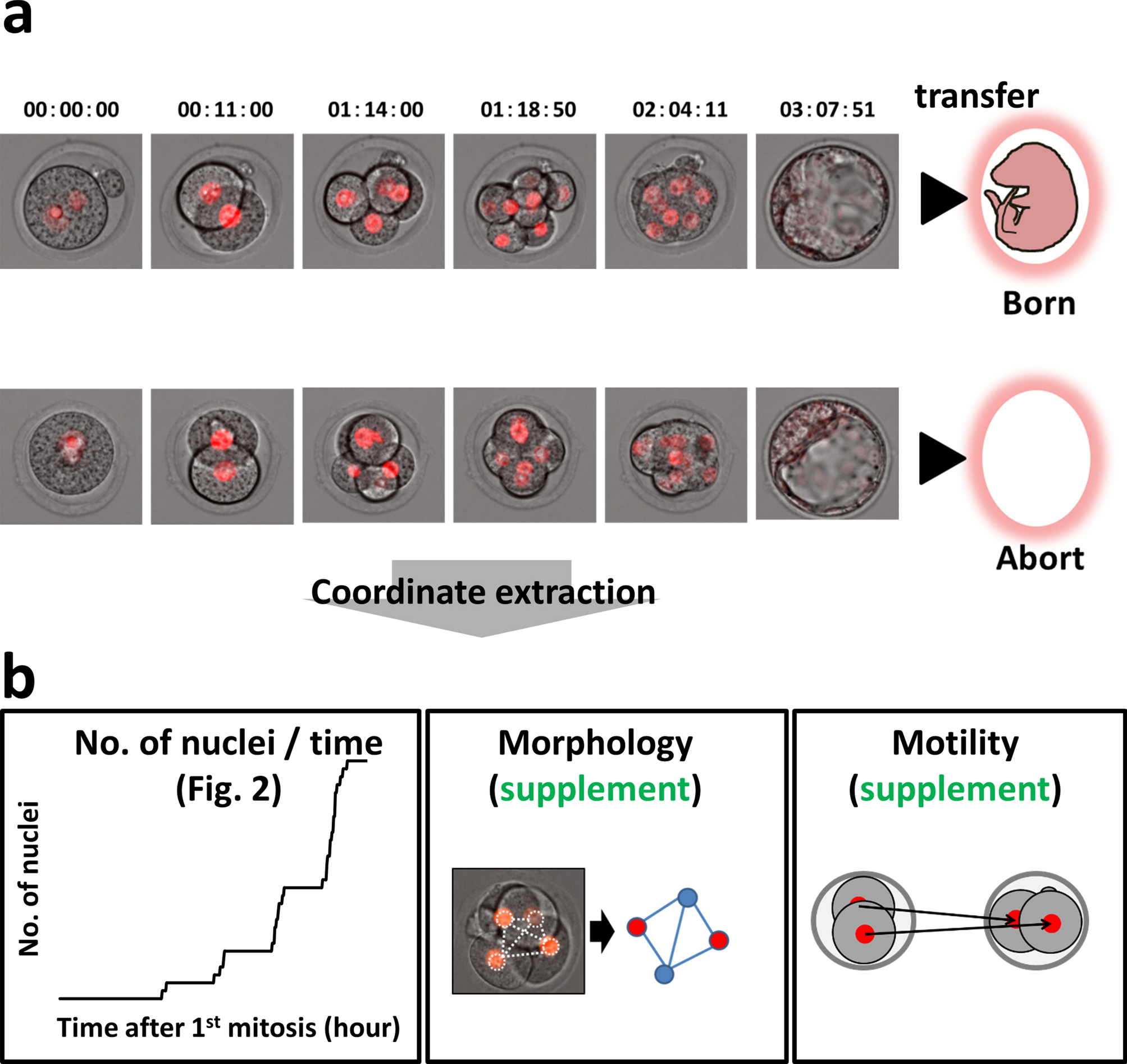 Asynchronous division at 4–8-cell stage of preimplantation embryos affects  live birth through ICM/TE differentiation | Scientific Reports