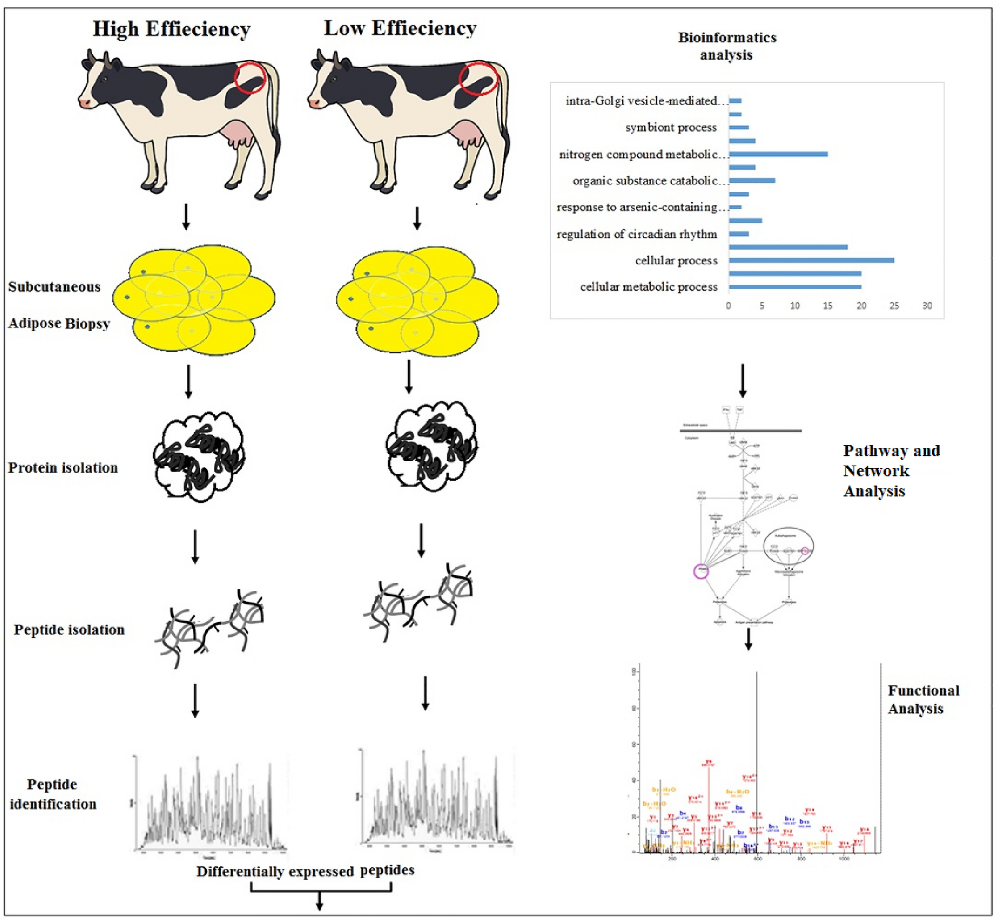 Proteomic analysis of adipose tissue revealing differentially abundant  proteins in highly efficient mid-lactating dairy cows | Scientific Reports