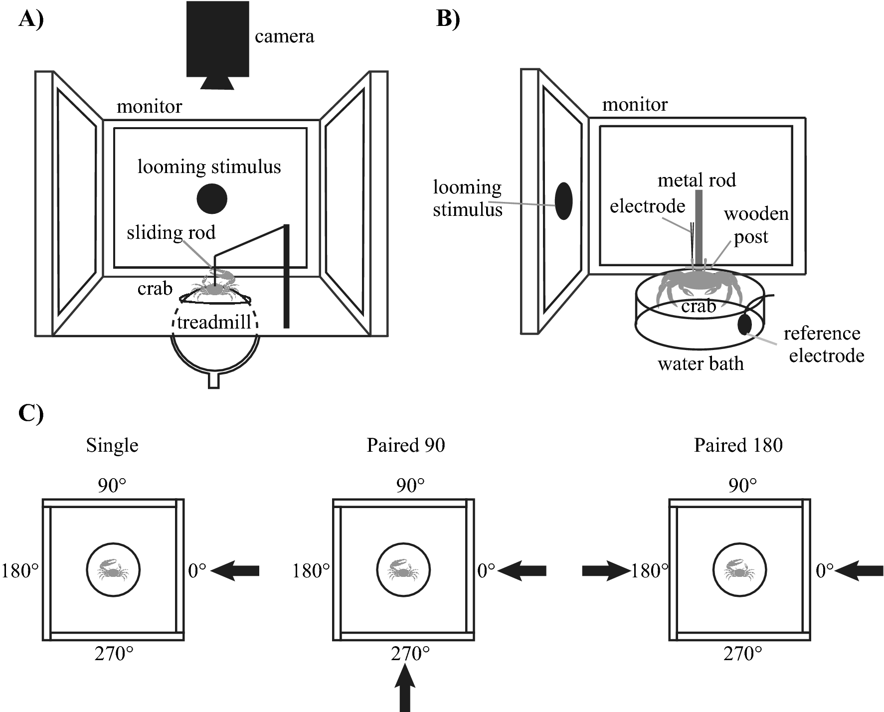 Behavioural and neural responses of crabs show evidence for selective  attention in predator avoidance | Scientific Reports