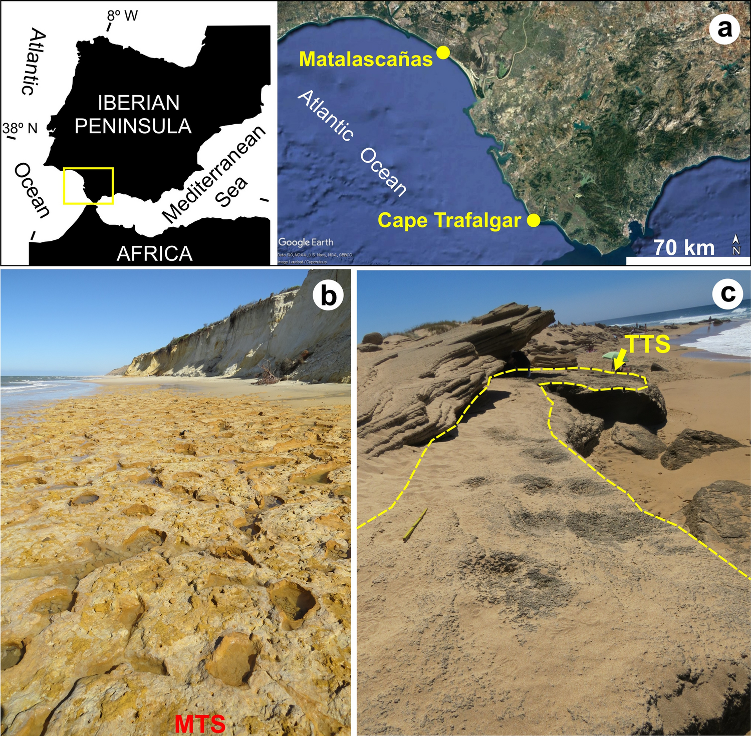 Aurochs roamed along the SW coast of Andalusia (Spain) during Late  Pleistocene | Scientific Reports