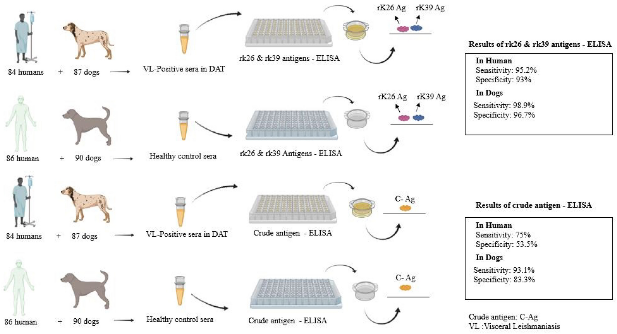 Validation of a mixture of rK26 and rK39 antigens from Iranian strain of  Leishmania infantum to detect anti-Leishmania antibodies in human and  reservoir hosts | Scientific Reports