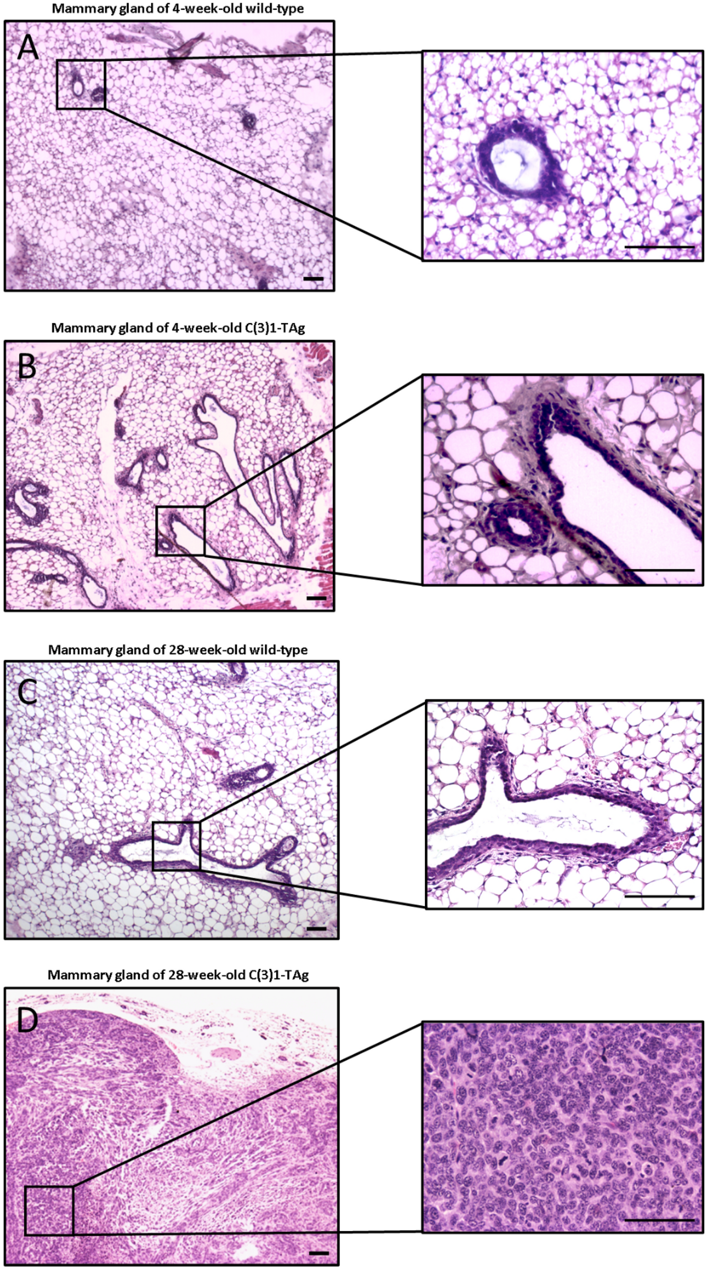 Identification of early biomarkers in saliva in genetically engineered  mouse model C(3)1-TAg of breast cancer | Scientific Reports