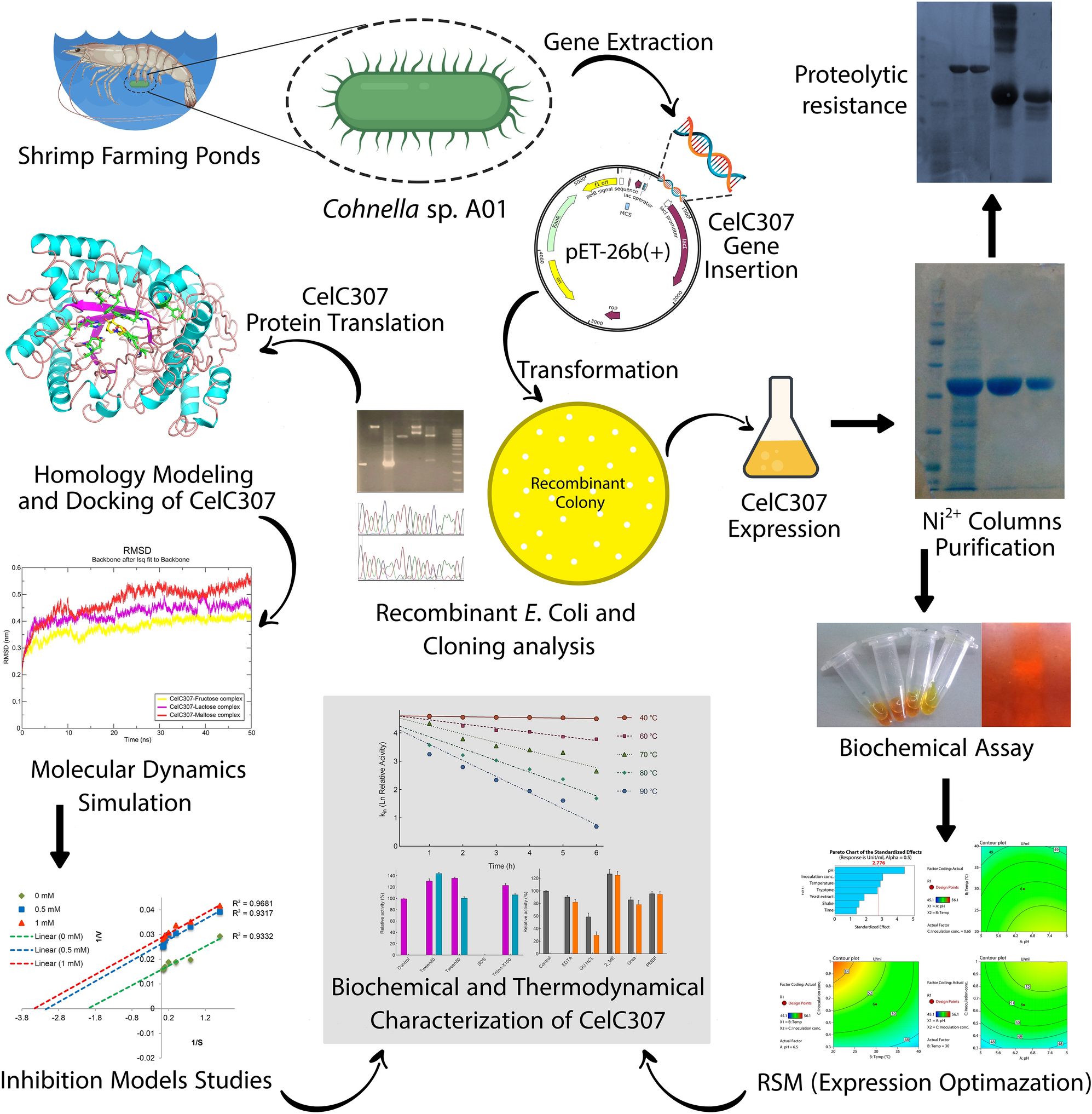 Expression, characterization, and activity optimization of a novel  cellulase from the thermophilic bacteria Cohnella sp. A01 | Scientific  Reports