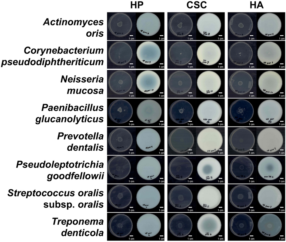 Enhanced propagation of Granulicatella adiacens from human oral microbiota  by hyaluronan | Scientific Reports