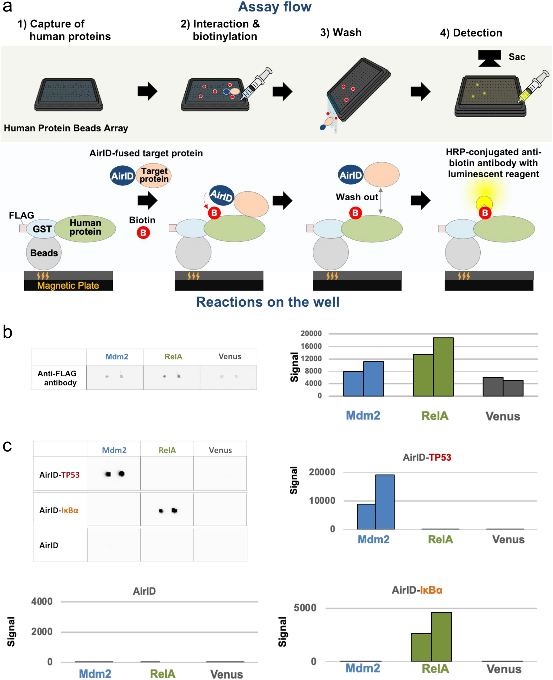 Cf Ppid Technology Based On Cell Free Protein Array And Proximity Biotinylation Enzyme For In Vitro Direct Interactome Analysis Scientific Reports