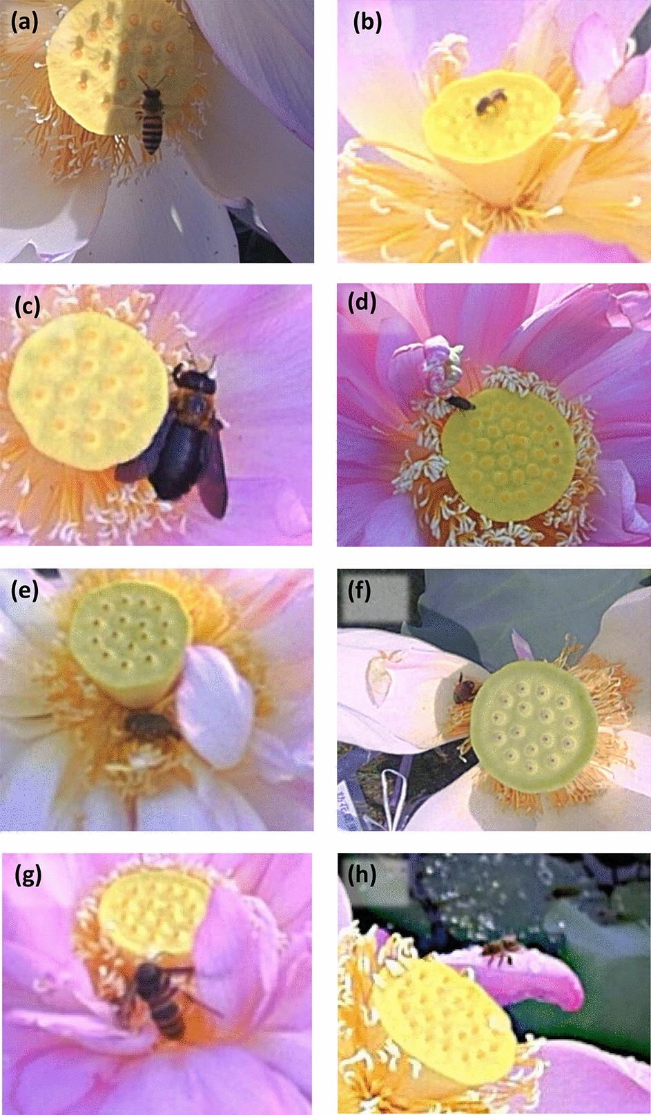 Periodically taken photographs reveal the effect of pollinator insects on seed set in lotus flowers Scientific Reports image picture photo