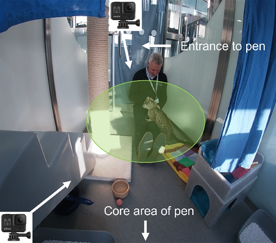 Investigation of humans individual differences as predictors of their  animal interaction styles, focused on the domestic cat | Scientific Reports