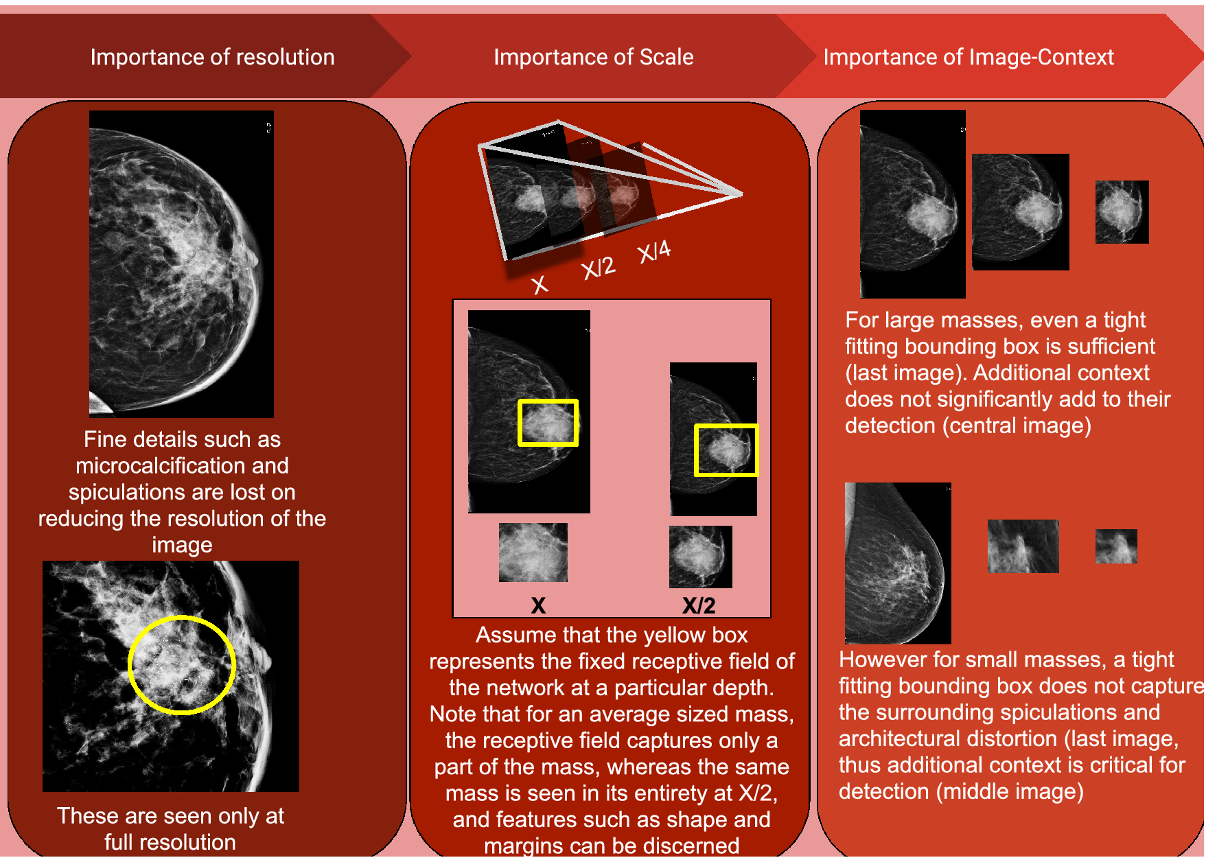 this mammograph represents the mean measurements for the patients