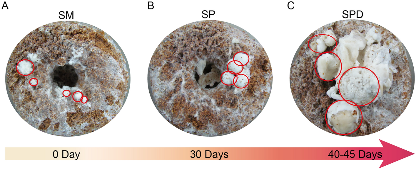 Mycélium d'agaric rubicond bio