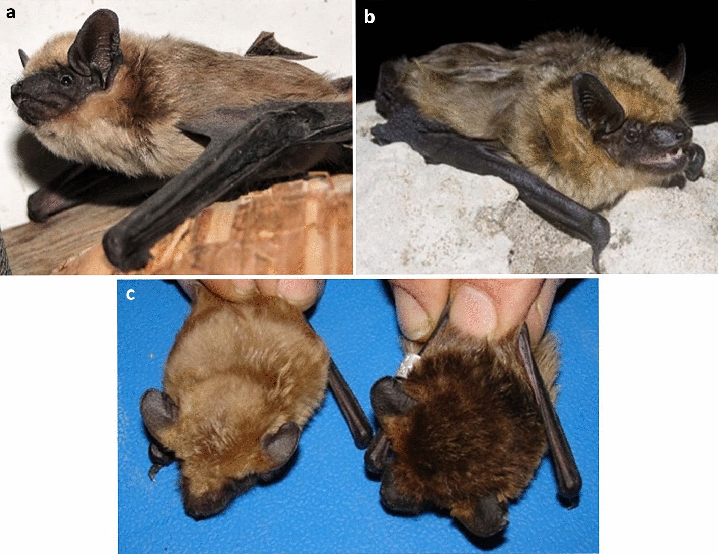 Counteracting forces of introgressive hybridization and interspecific  competition shape the morphological traits of cryptic Iberian Eptesicus  bats | Scientific Reports