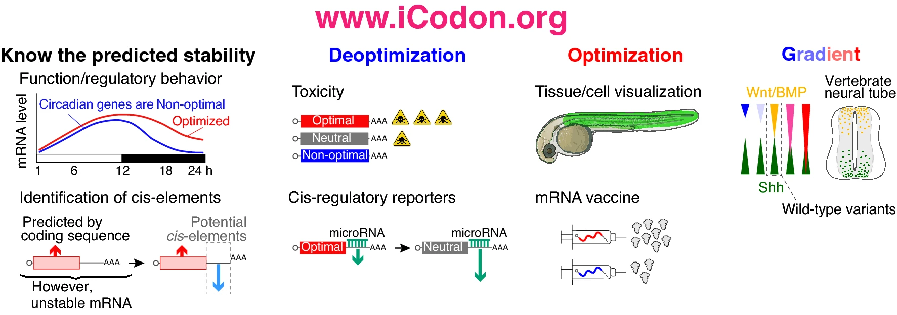 iCodon predicts gene expression based on the codon composition and designs new variants based on synonymous mutations.