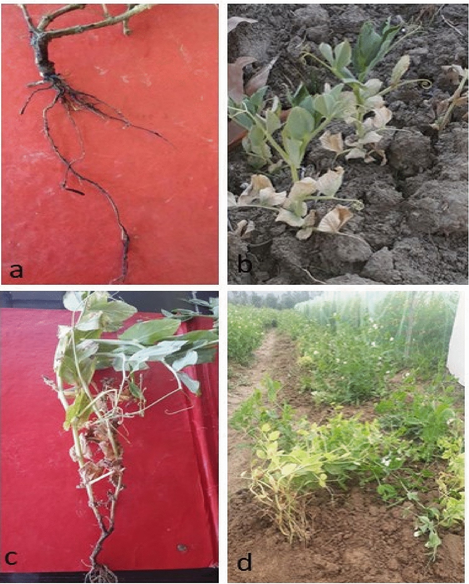 Effect of the combination of biological, chemical control and agronomic  technique in integrated management pea root rot and its productivity |  Scientific Reports