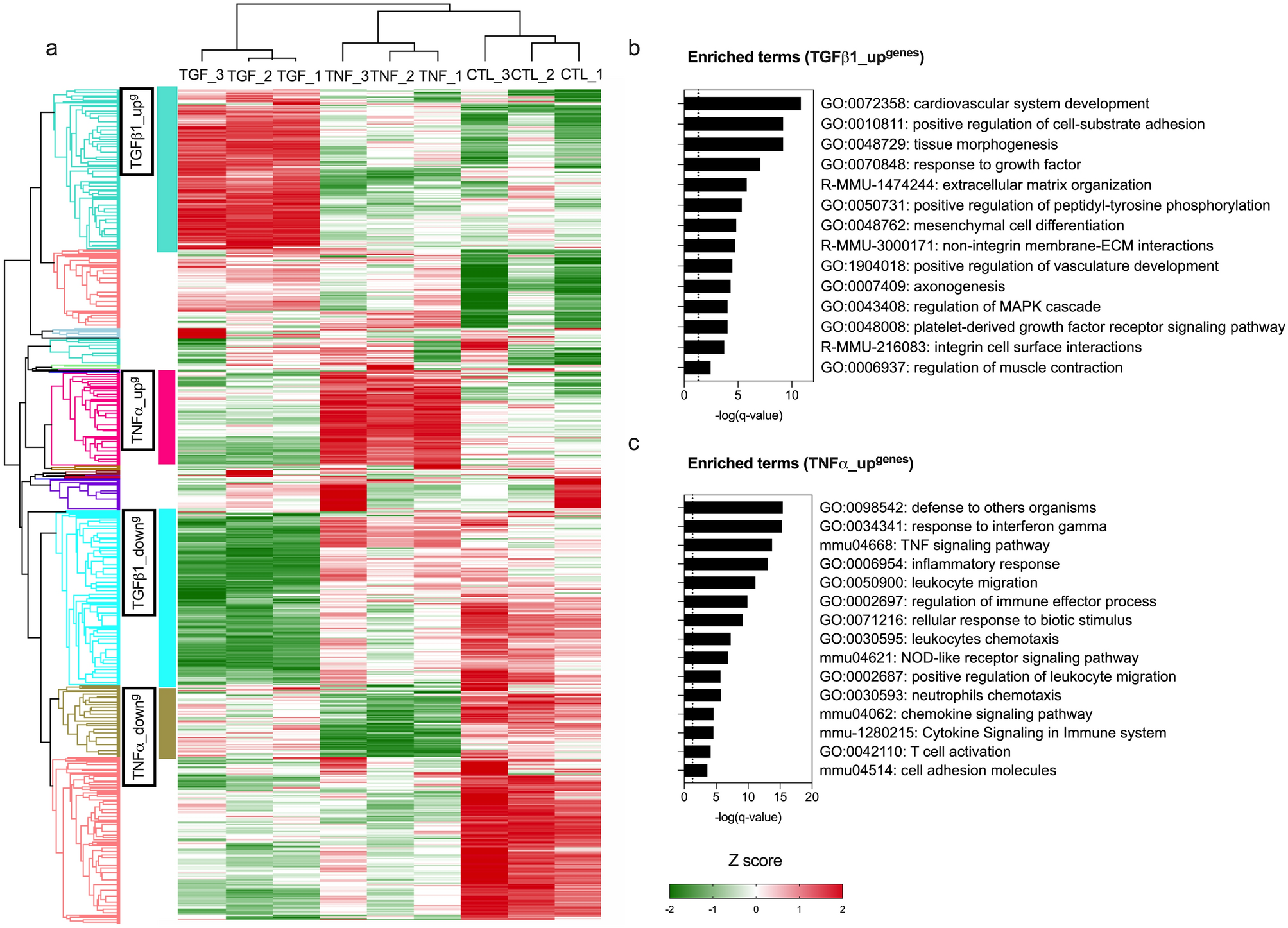 Simple gene signature to assess murine fibroblast polarization