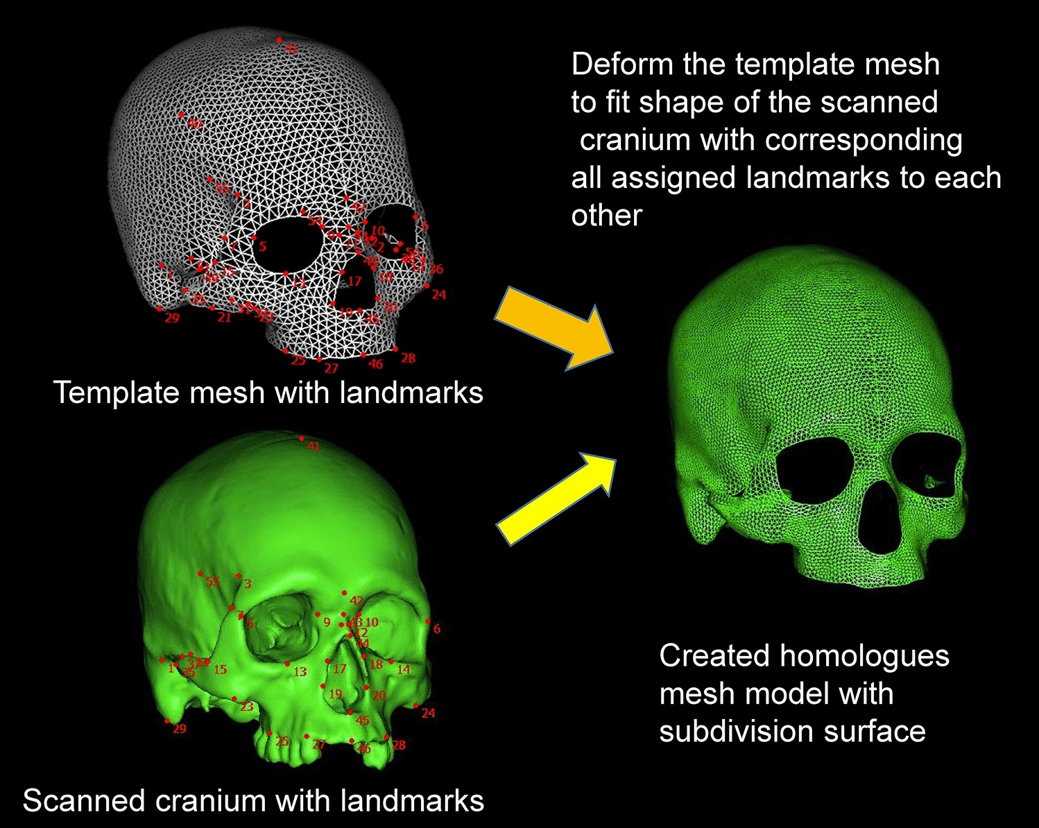 Global patterns of the cranial form of modern human populations described by analysis of a 3D surface homologous model Scientific Reports picture image