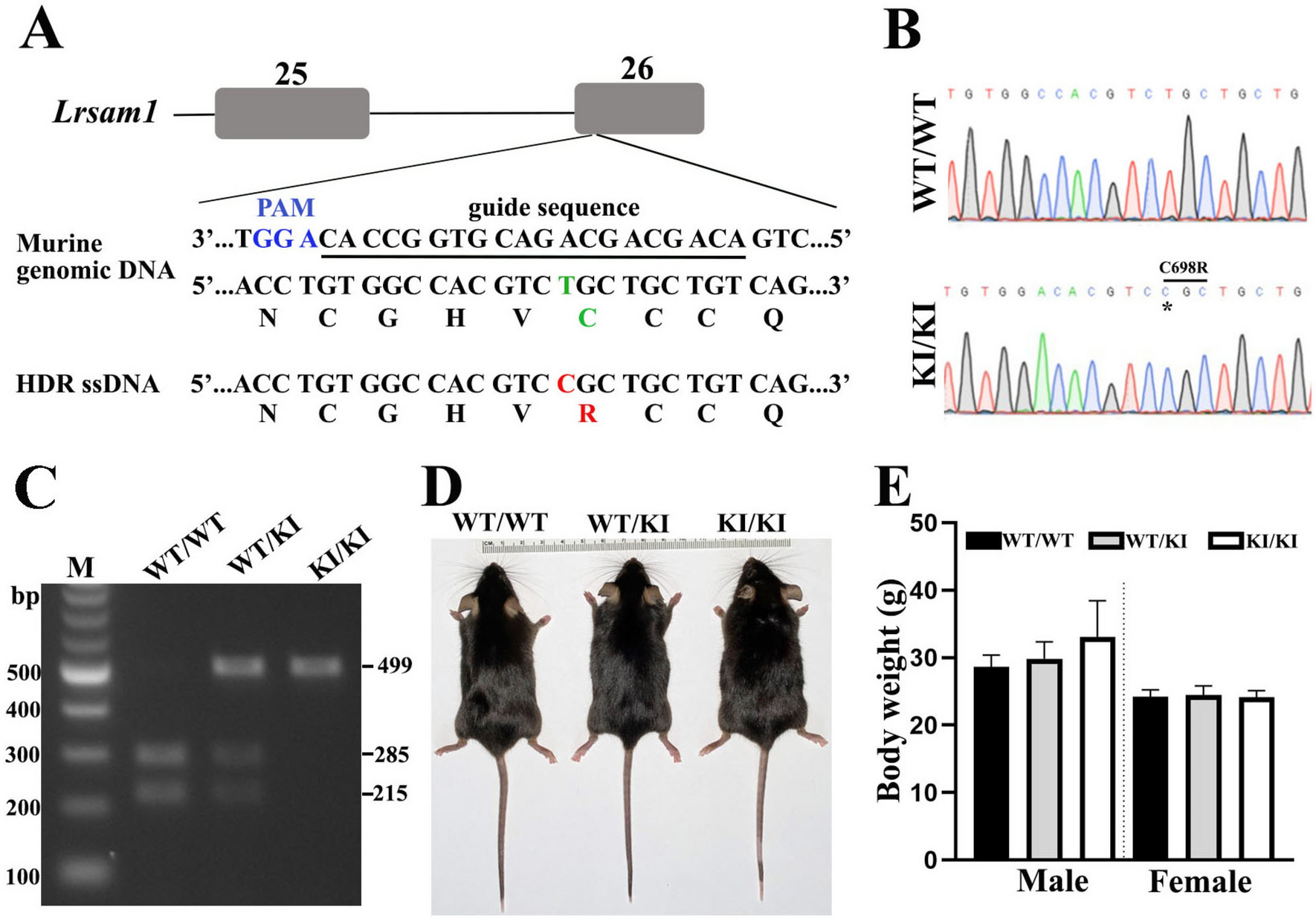 C698R mutation in Lrsam1 gene impairs nerve regeneration in a CMT2P mouse  model | Scientific Reports