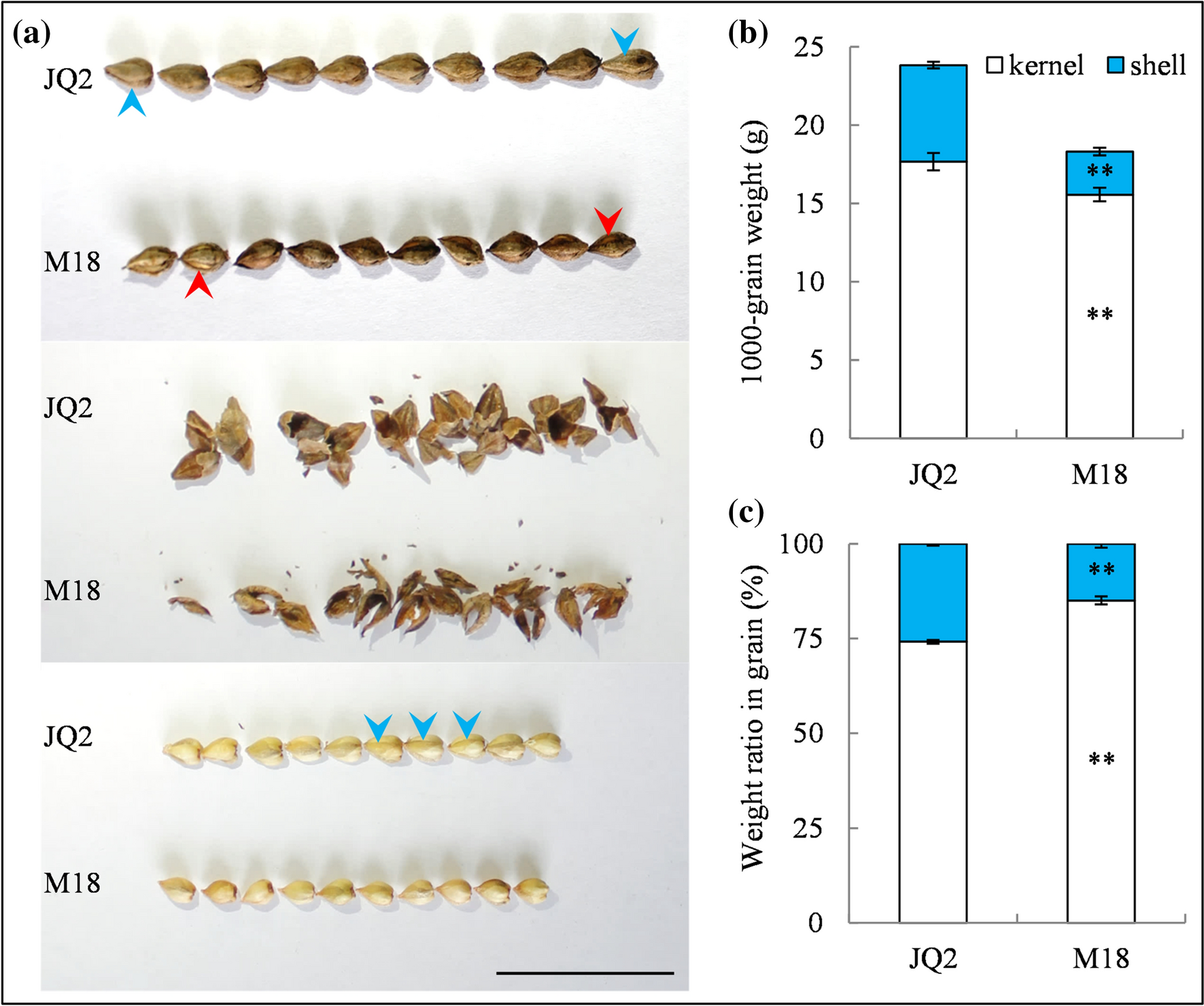 Cholesterol-Lowering Activity of Tartary Buckwheat Protein