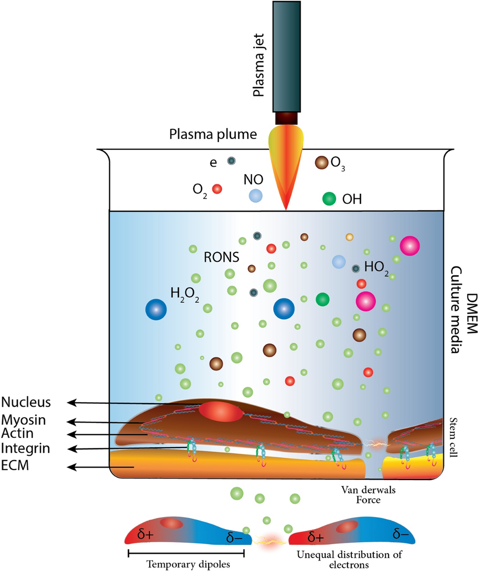 A van der Waals force-based adhesion study of stem cells exposed to cold  atmospheric plasma jets | Scientific Reports