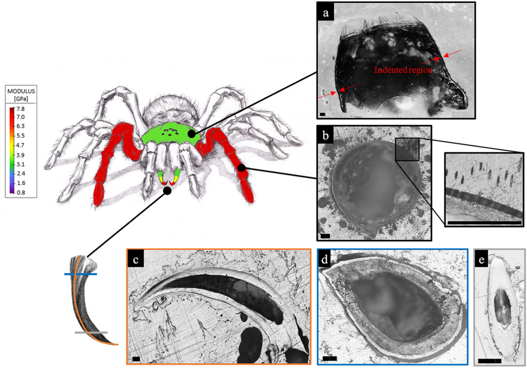 The mechanical characterization of the legs, fangs, and prosoma in