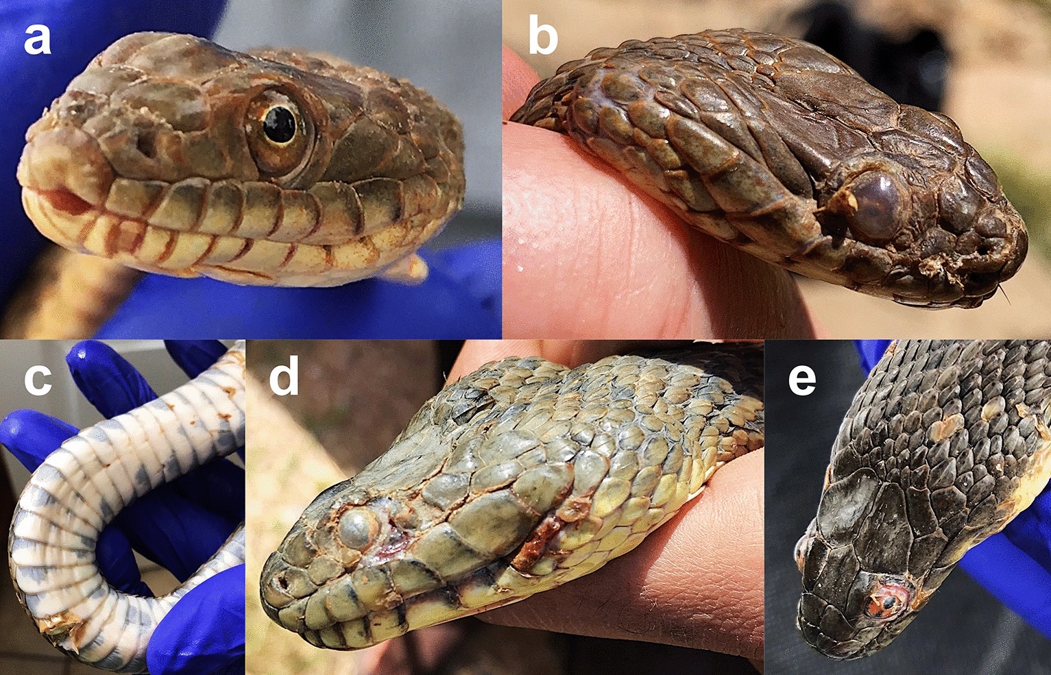 🐍 Snake Quiz: Can you identify all 20 snakes? - A-Z Animals