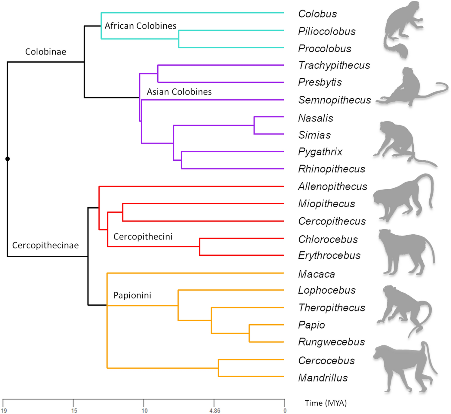 The monkey in the mirror — Genetics Unzipped