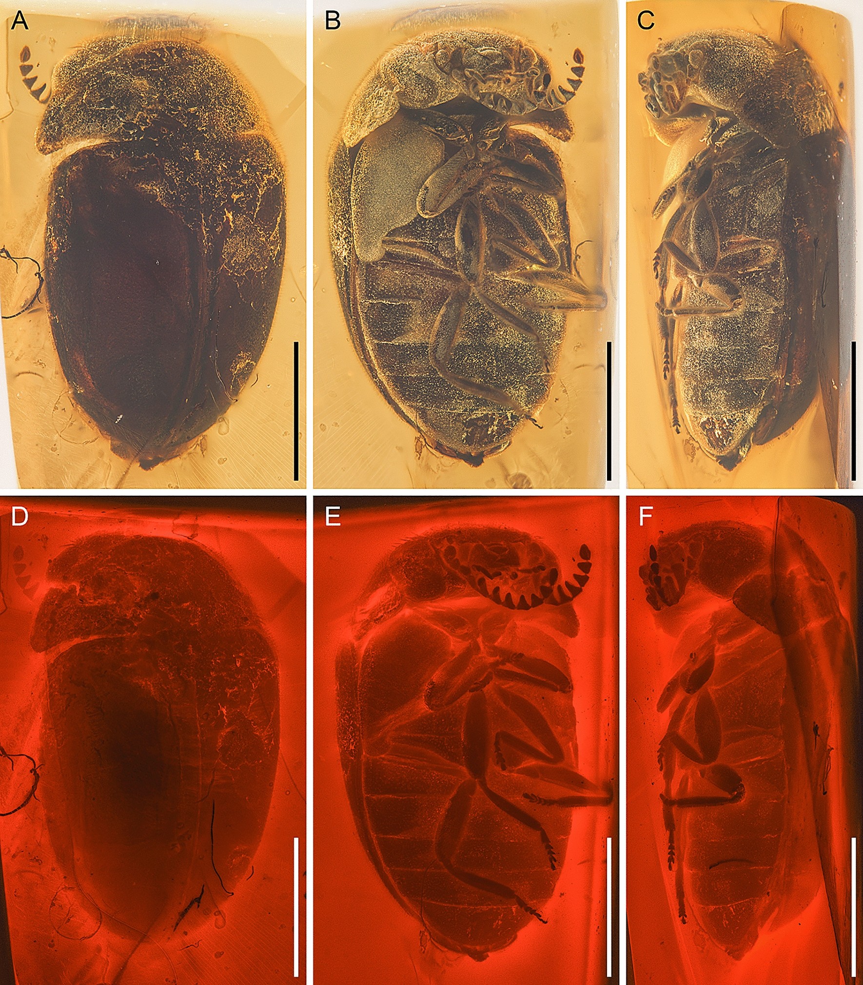 A new marsh beetle from mid-Cretaceous amber of northern Myanmar  (Coleoptera: Scirtidae) | Scientific Reports