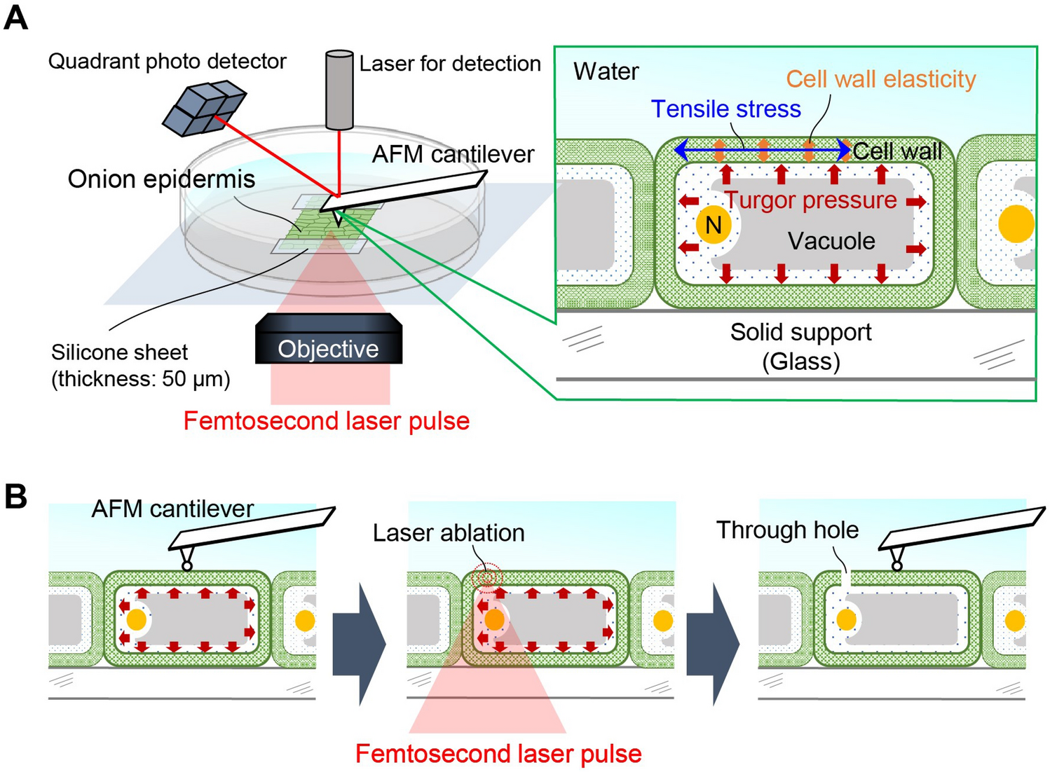 Elastic shell theory for plant cell wall stiffness reveals contributions of cell  wall elasticity and turgor pressure in AFM measurement | Scientific Reports