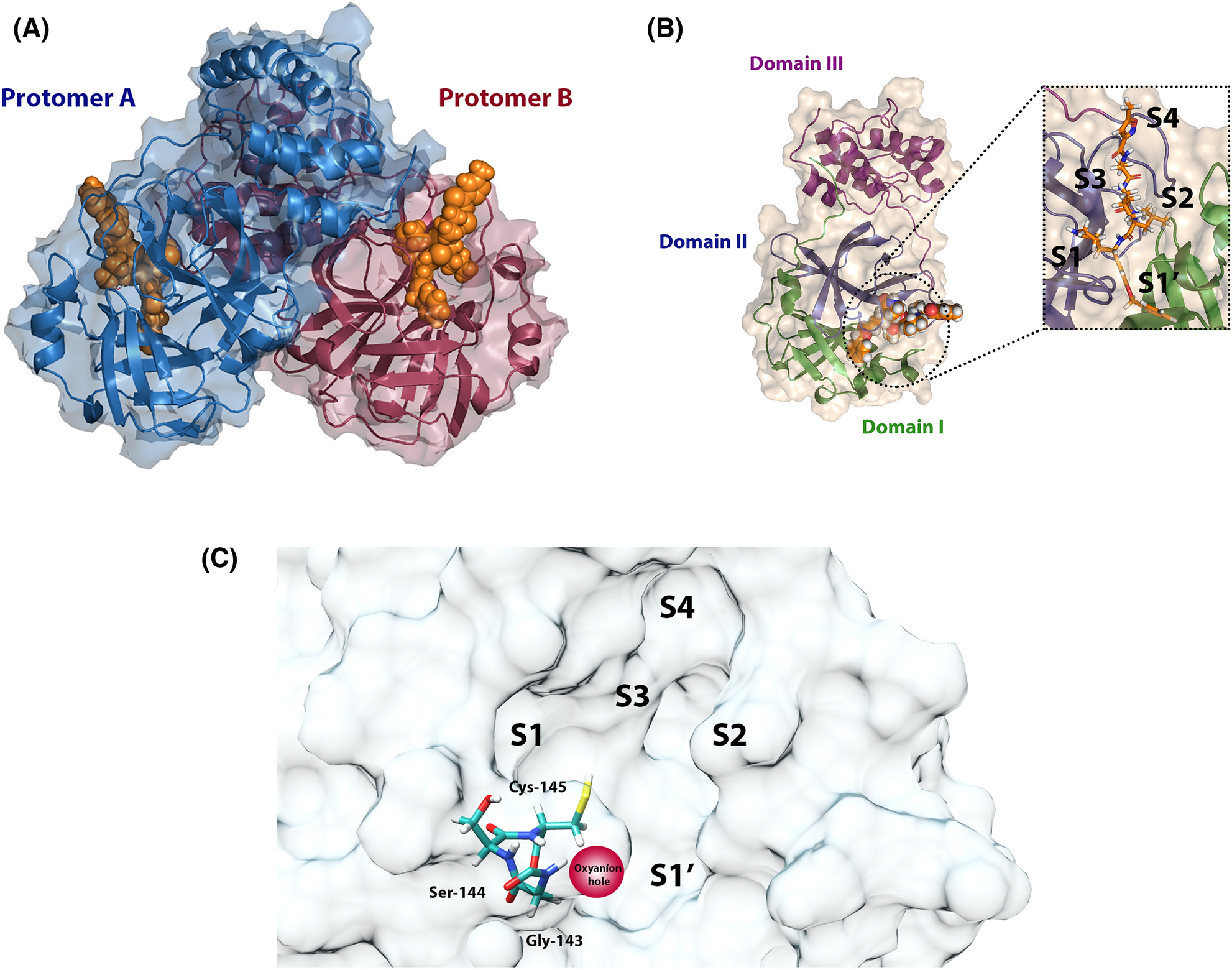 Novel covalent and non-covalent complex-based pharmacophore models of  SARS-CoV-2 main protease (Mpro) elucidated by microsecond MD simulations |  Scientific Reports