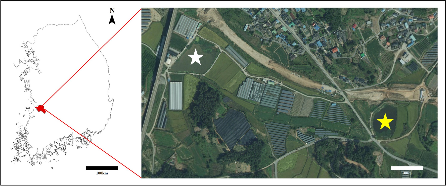 Risk assessment for the native anurans from an alien invasive species,  American bullfrogs (Lithobates catesbeianus), in South Korea | Scientific  Reports