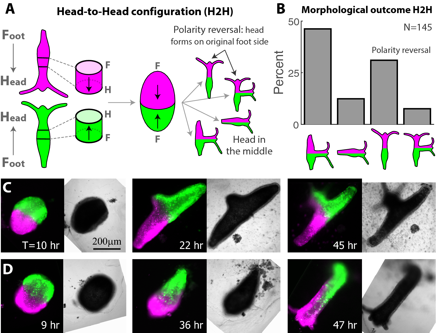 plasticity-of-body-axis-polarity-in-hydra-regeneration-under-constraints-scientific-reports