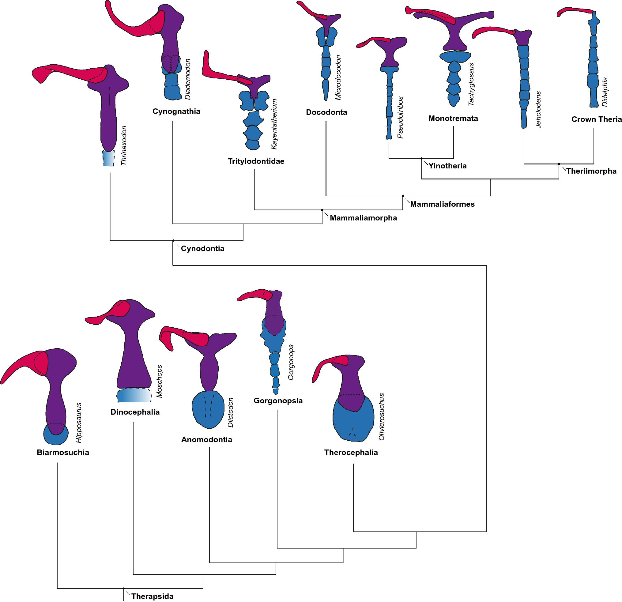 The earliest segmental sternum in a Permian synapsid and its implications  for the evolution of mammalian locomotion and ventilation | Scientific  Reports