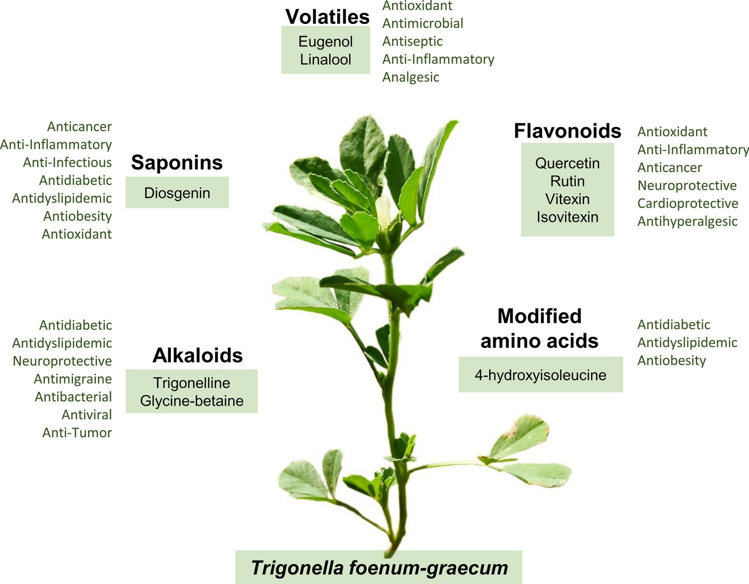 Plant species reported for human health usage in Central and East