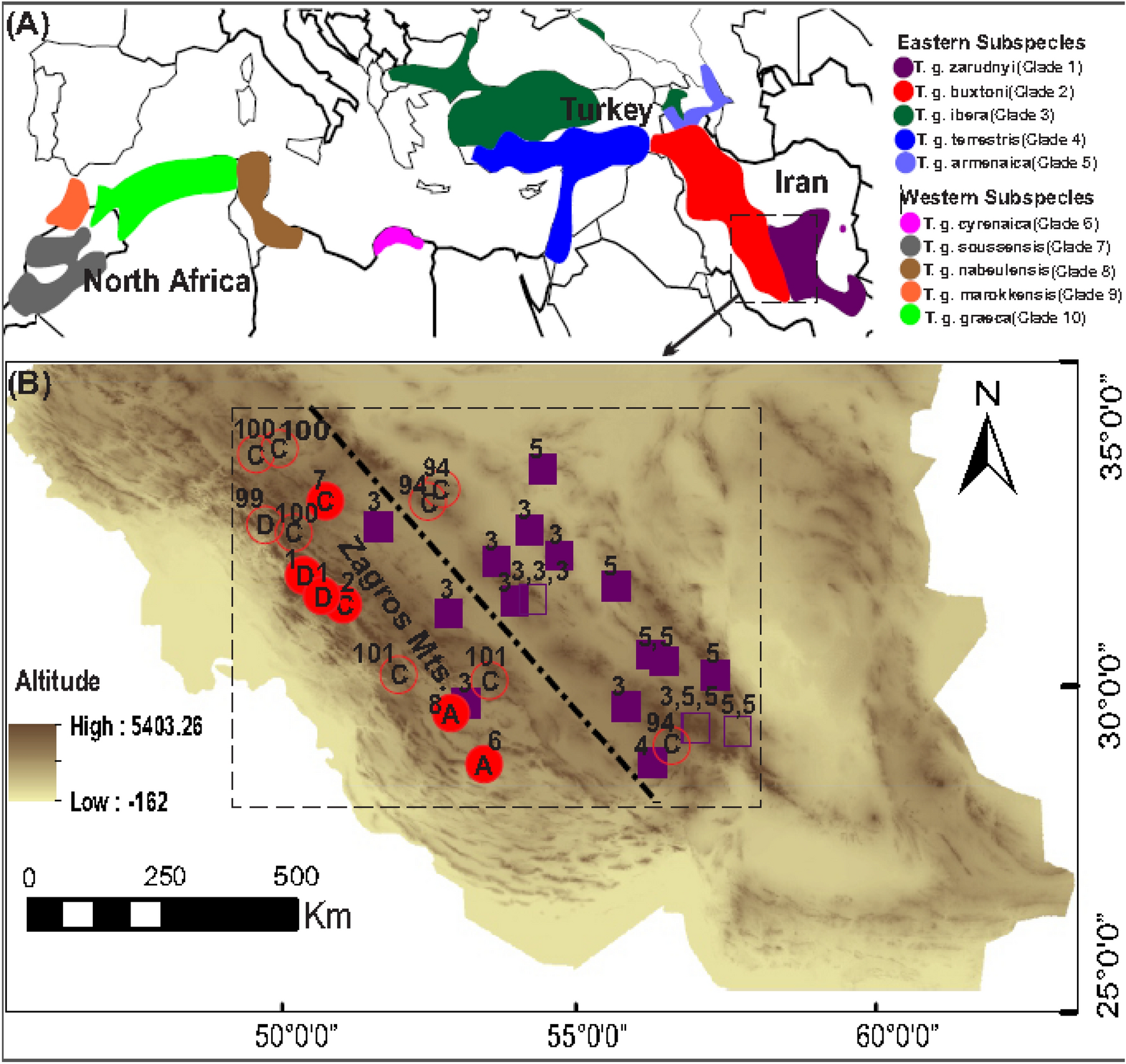 Phylogeographic And Phenotypic Divergence Between Two Subspecies Of Testudo Graeca T G Buxtoni And T G Zarudnyi Across Their Contact Zone In Iran Scientific Reports