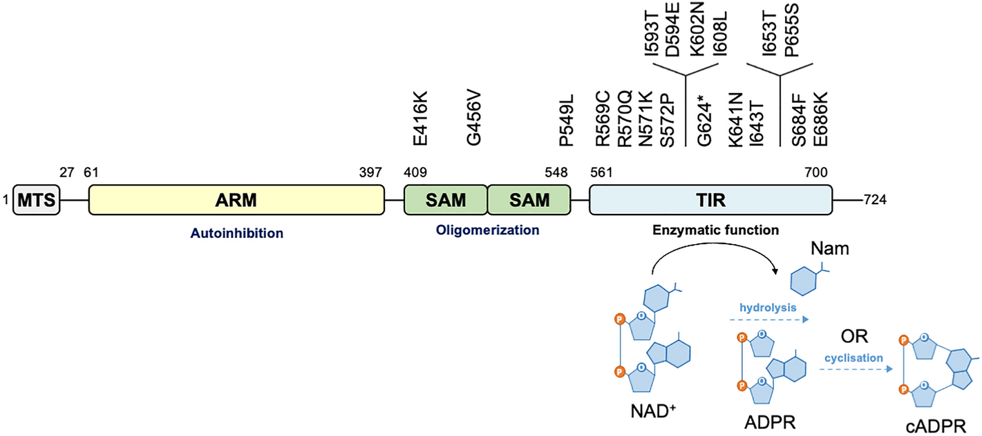 Picture of SARM1