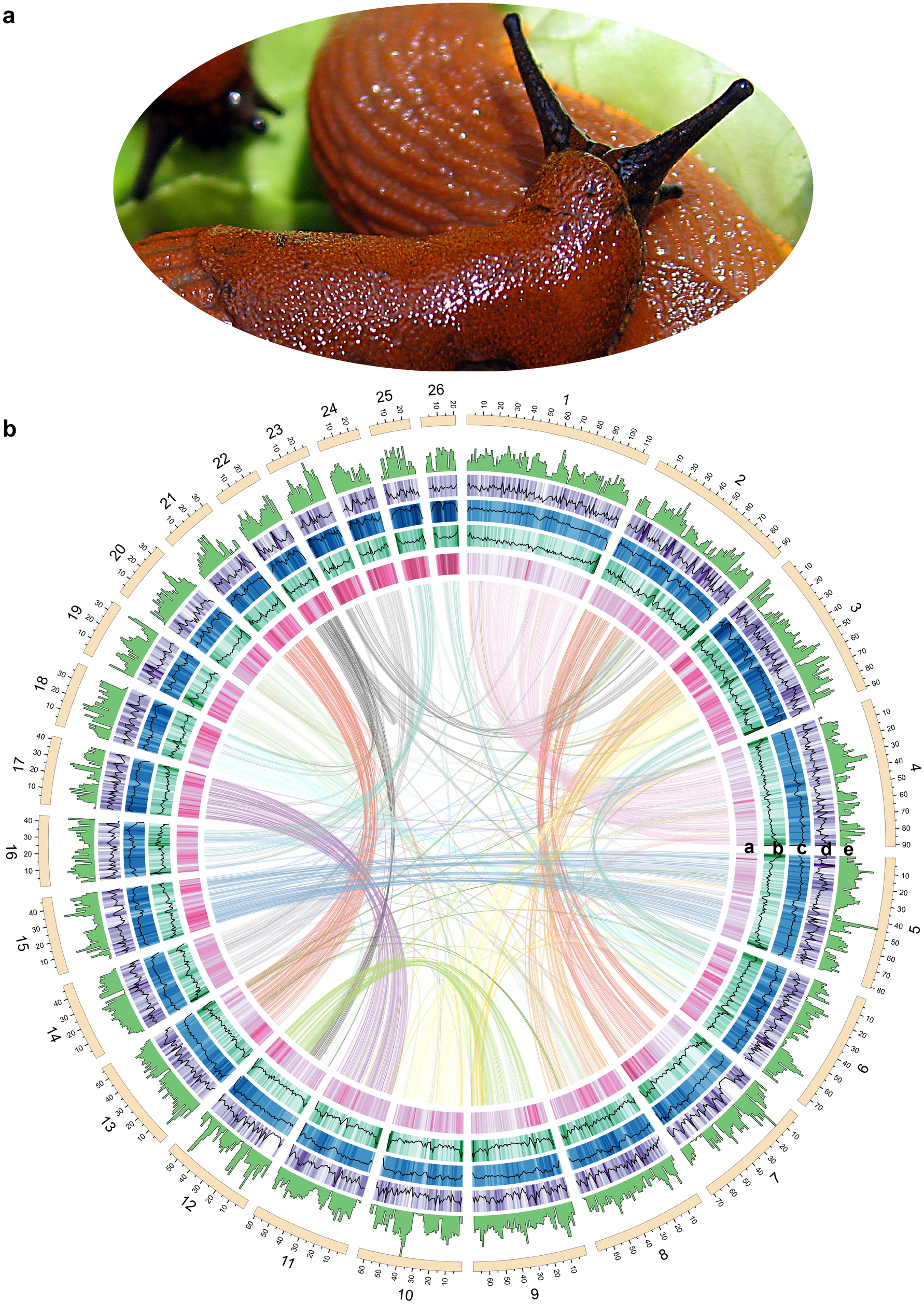 Pulmonate Slug Evolution Is Reflected In The De Novo Genome Of Arion Vulgaris Moquin Tandon 1855 Scientific Reports