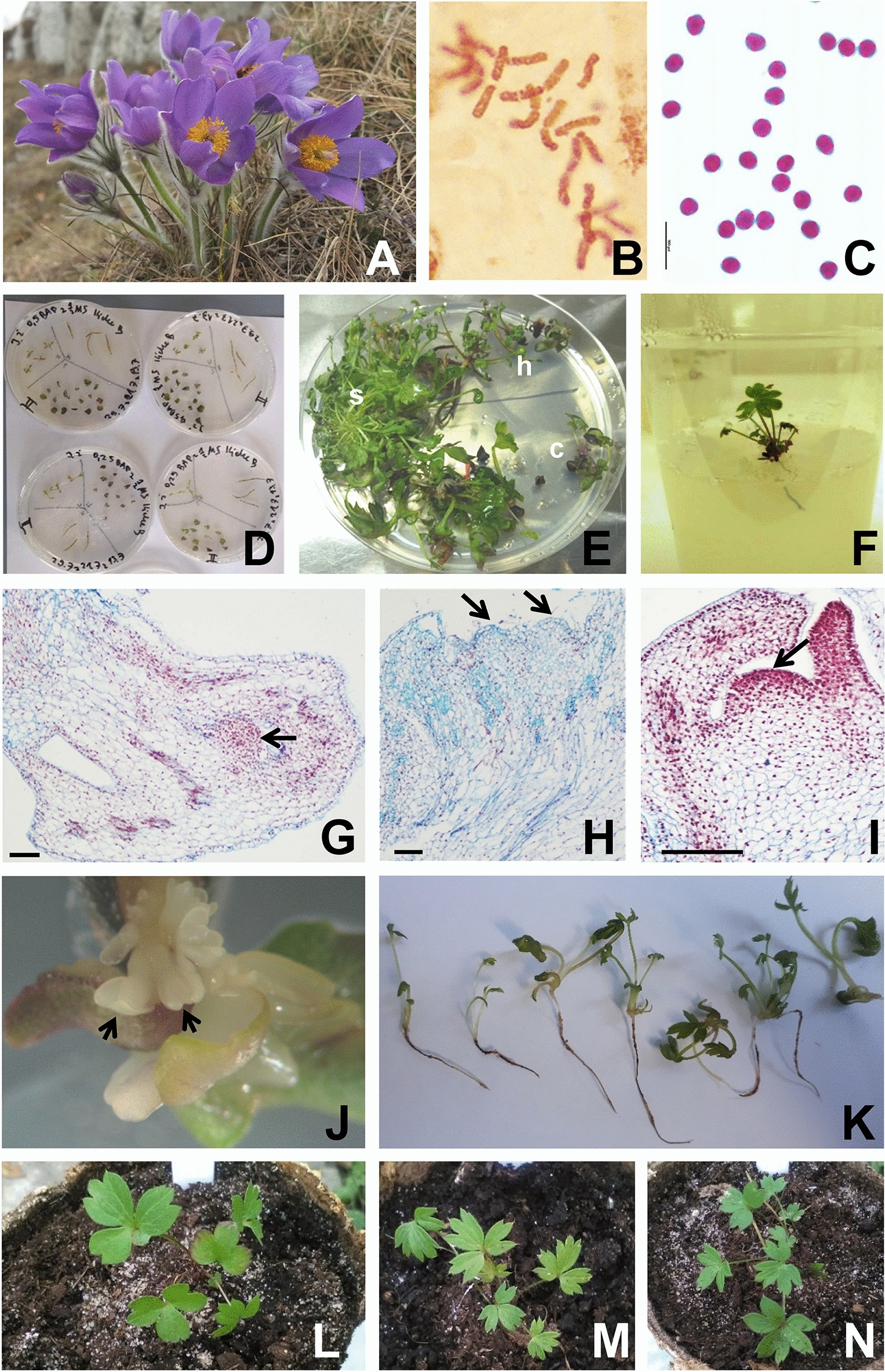 Re-introduction of an extinct population of Pulsatilla patens using different propagation techniques | Scientific Reports Re-introduction of an extinct population of Pulsatilla patens using different propagation techniques | Scientific Reports