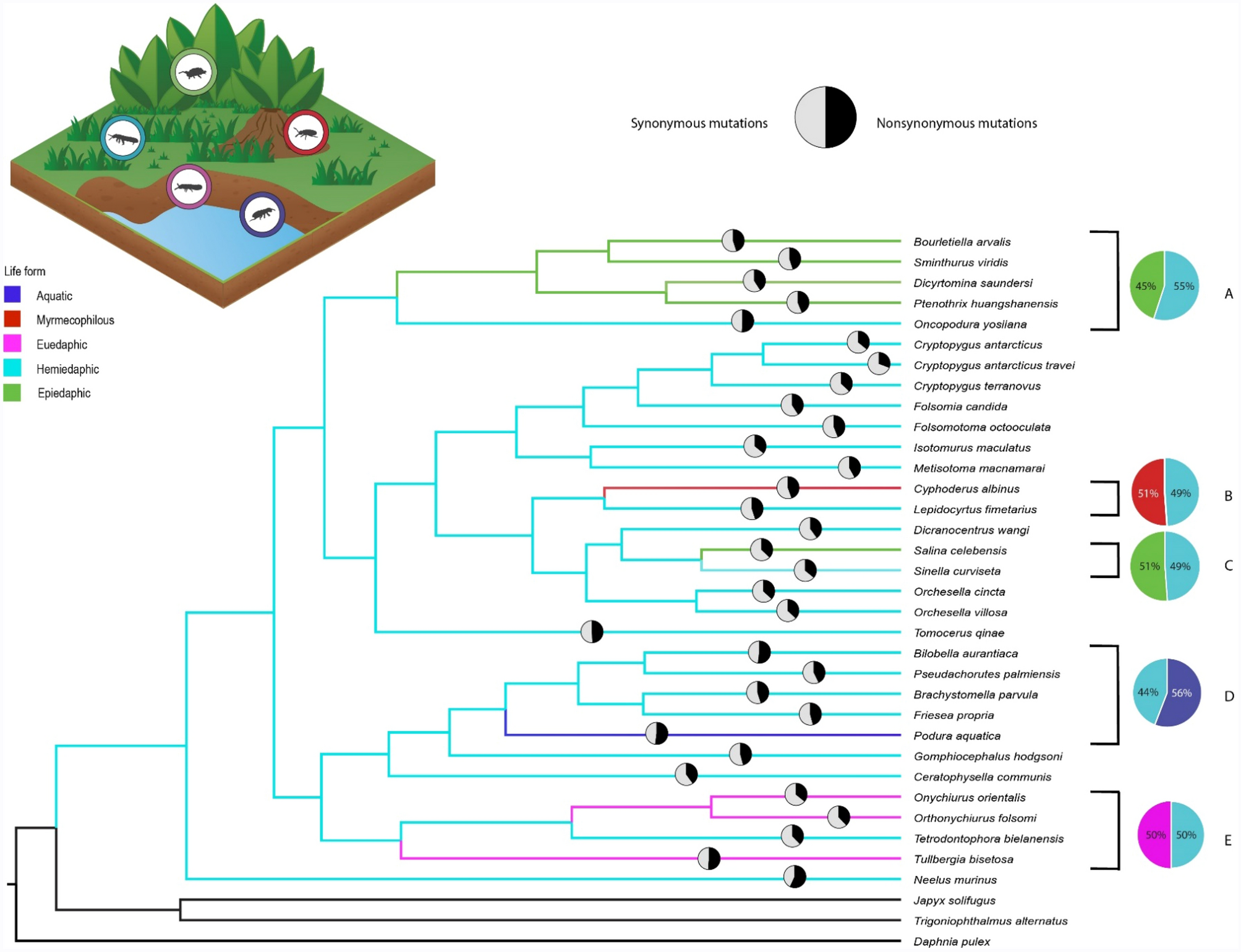 Mitogenome selection in the evolution of key ecological strategies in the  ancient hexapod class Collembola | Scientific Reports