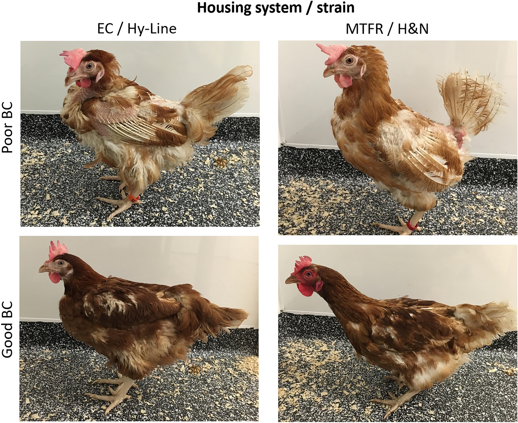 Poor body condition is associated with lower hippocampal plasticity and  higher gut methanogen abundance in adult laying hens from two housing  systems | Scientific Reports