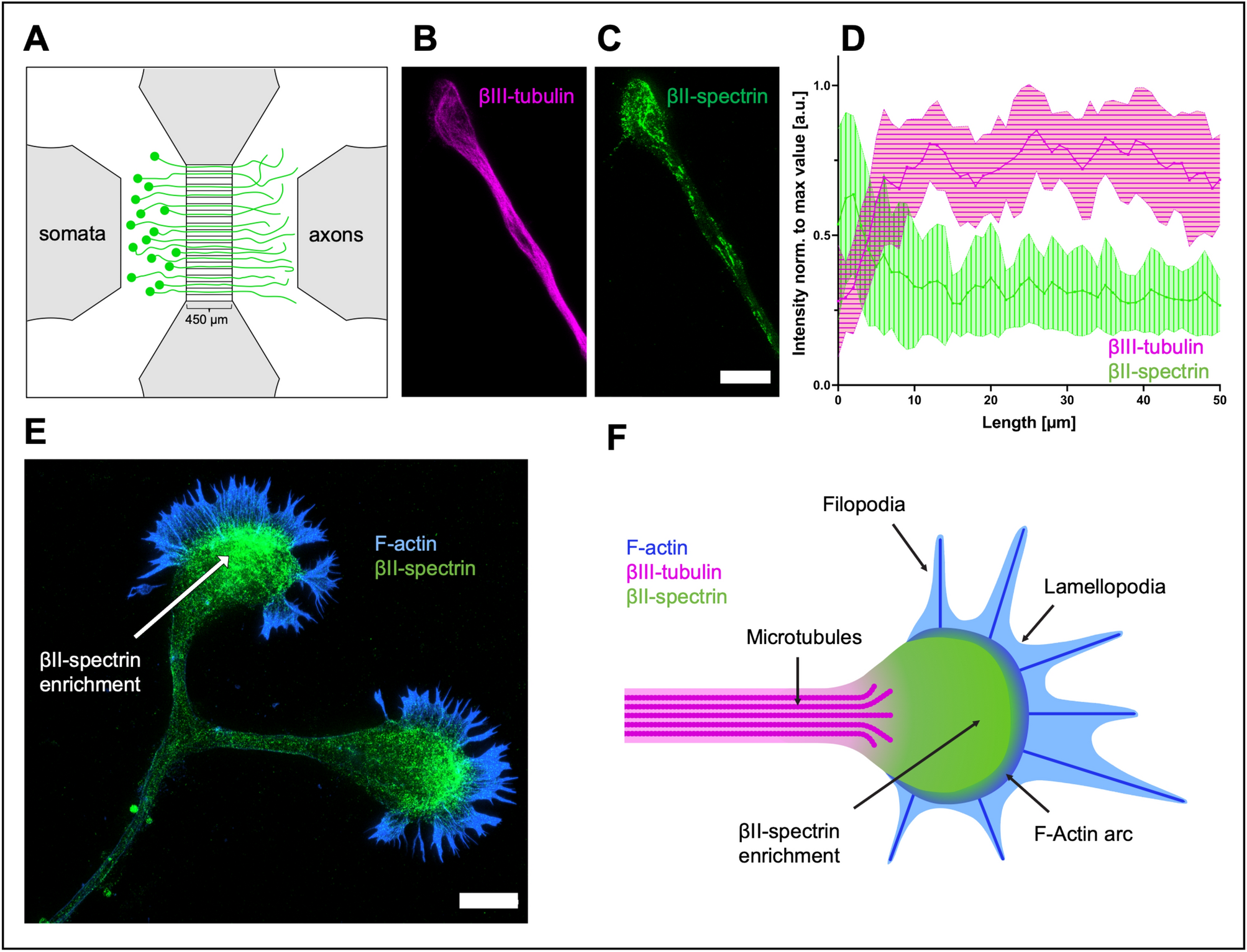 Cytoskeletal assembly in axonal outgrowth and regeneration analyzed on the  nanoscale | Scientific Reports