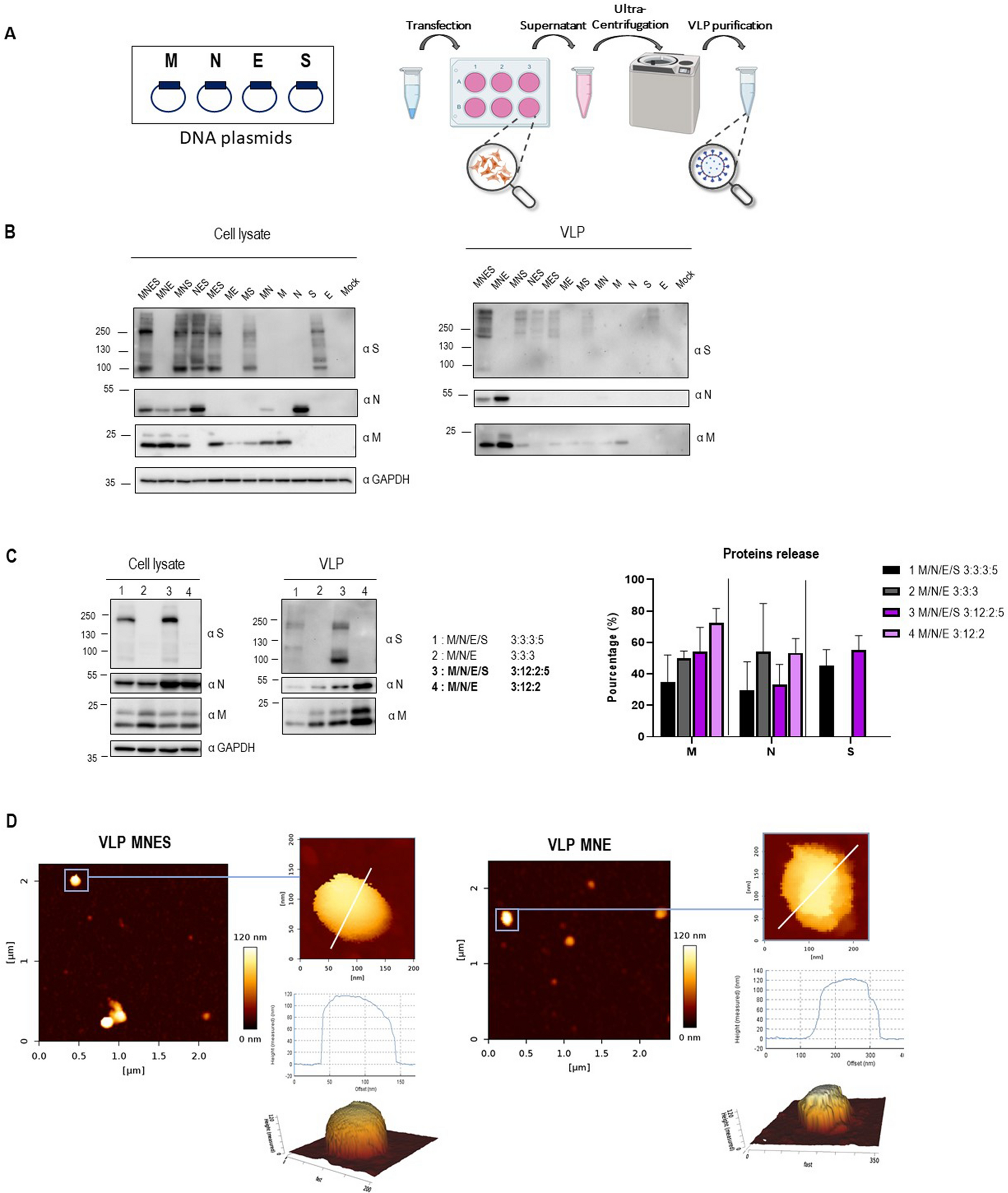 Optimized production and fluorescent labeling of SARS-CoV-2 virus-like  particles | Scientific Reports