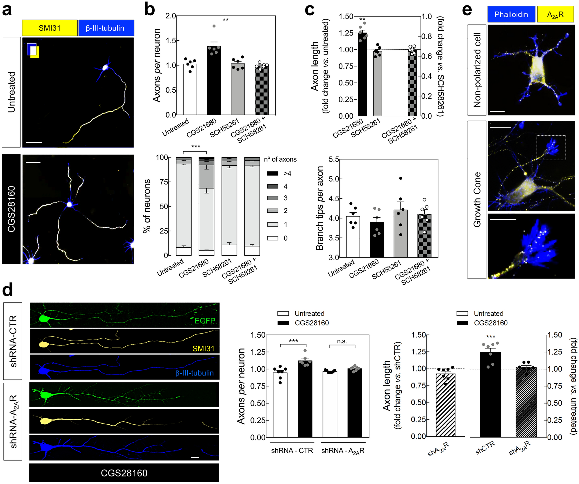 Adenosine A2A receptors control synaptic remodeling in the adult brain |  Scientific Reports