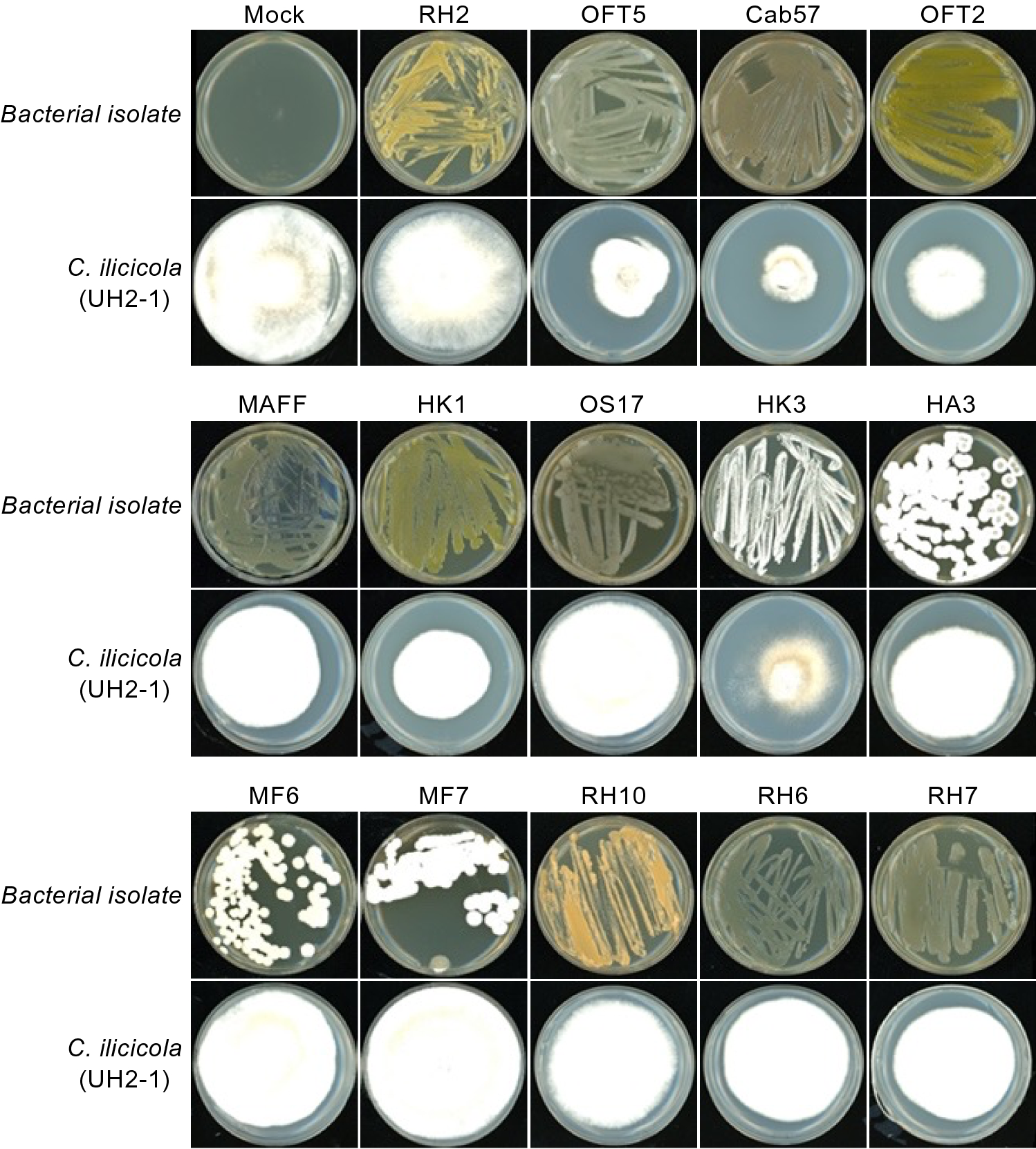 Identification Of Pseudomonas Strains For The Biological Control Of Soybean Red Crown Root Rot Scientific Reports