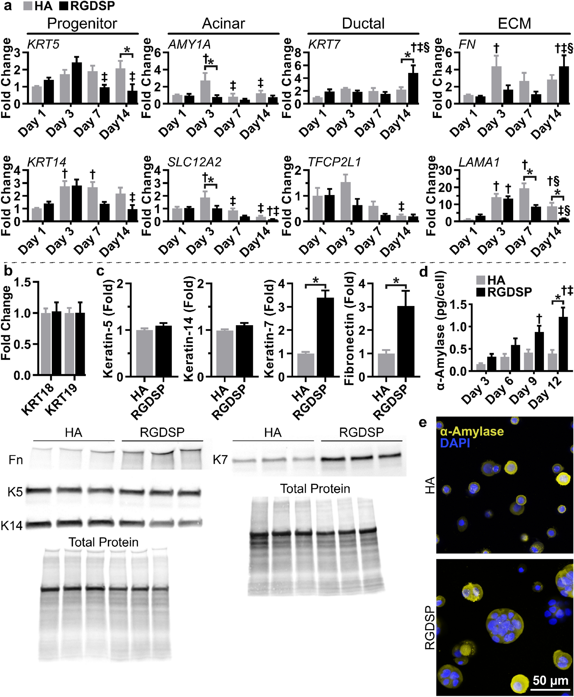 A TGFβR inhibitor represses keratin-7 expression in 3D cultures of human  salivary gland progenitor cells | Scientific Reports