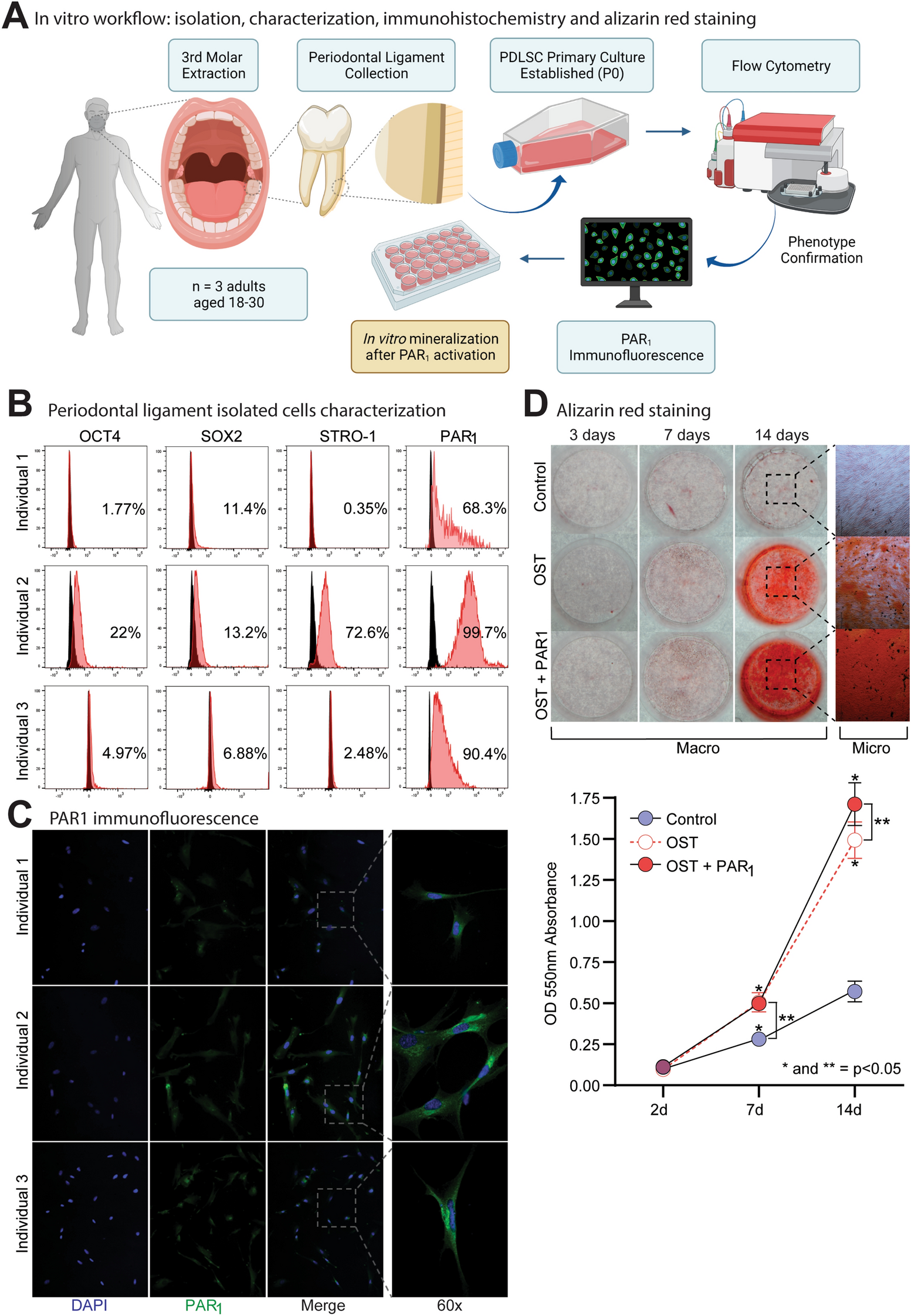 Osteogenesis in human periodontal ligament stem cell sheets is enhanced by  the protease-activated receptor 1 (PAR1) in vivo | Scientific Reports