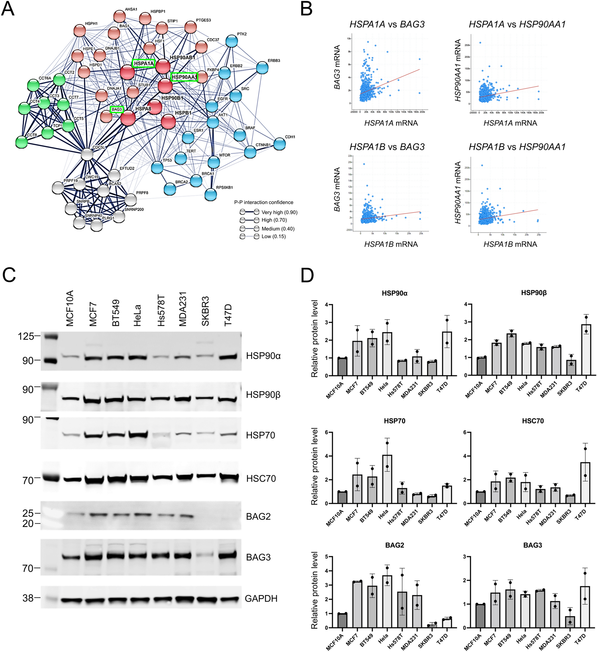 MicroRNA-570 targets the HSP chaperone network, increases proteotoxic  stress and inhibits mammary tumor cell migration | Scientific Reports