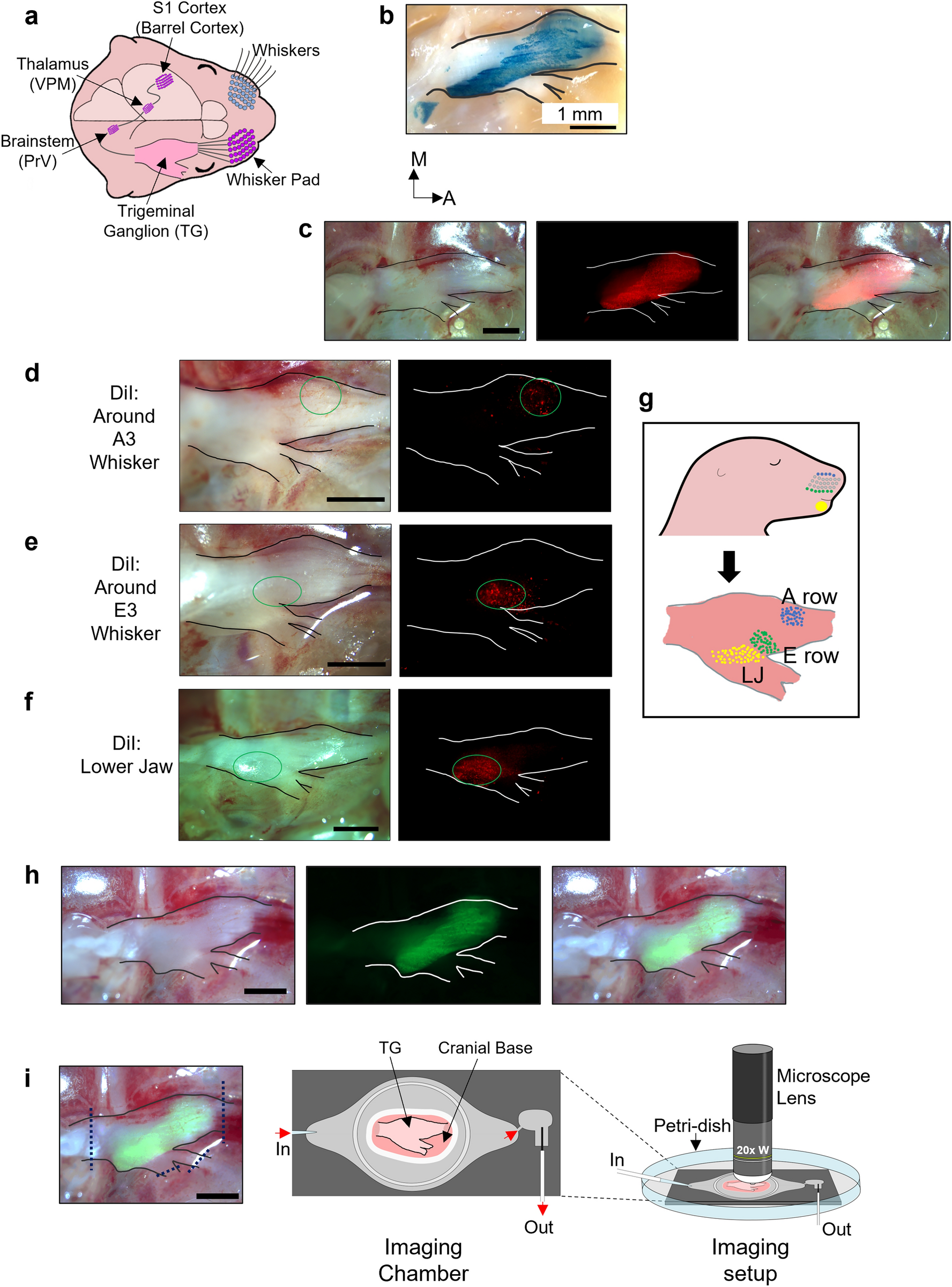 Spontaneous activity in whisker-innervating region of neonatal mouse  trigeminal ganglion | Scientific Reports