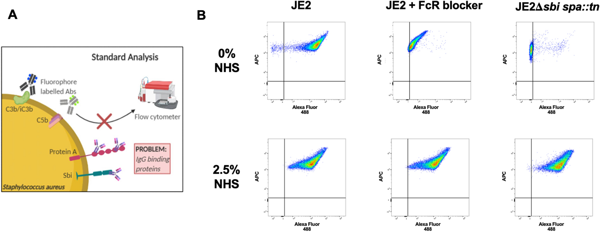 Staph's activation of blood clotting, VUMC Reporter