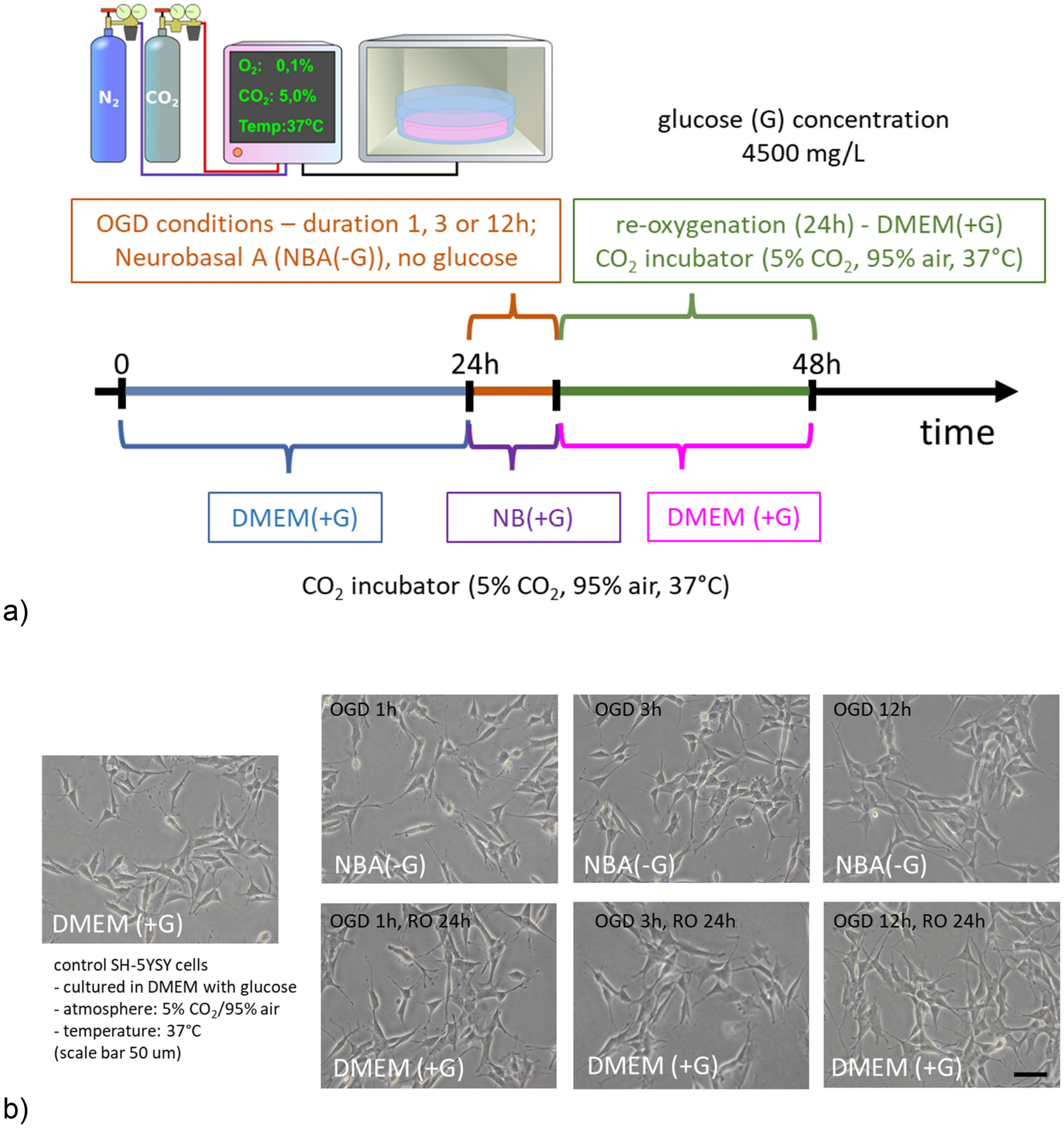 LIVE/DEAD Cell assay. a Control for live cells (normal astrocytes