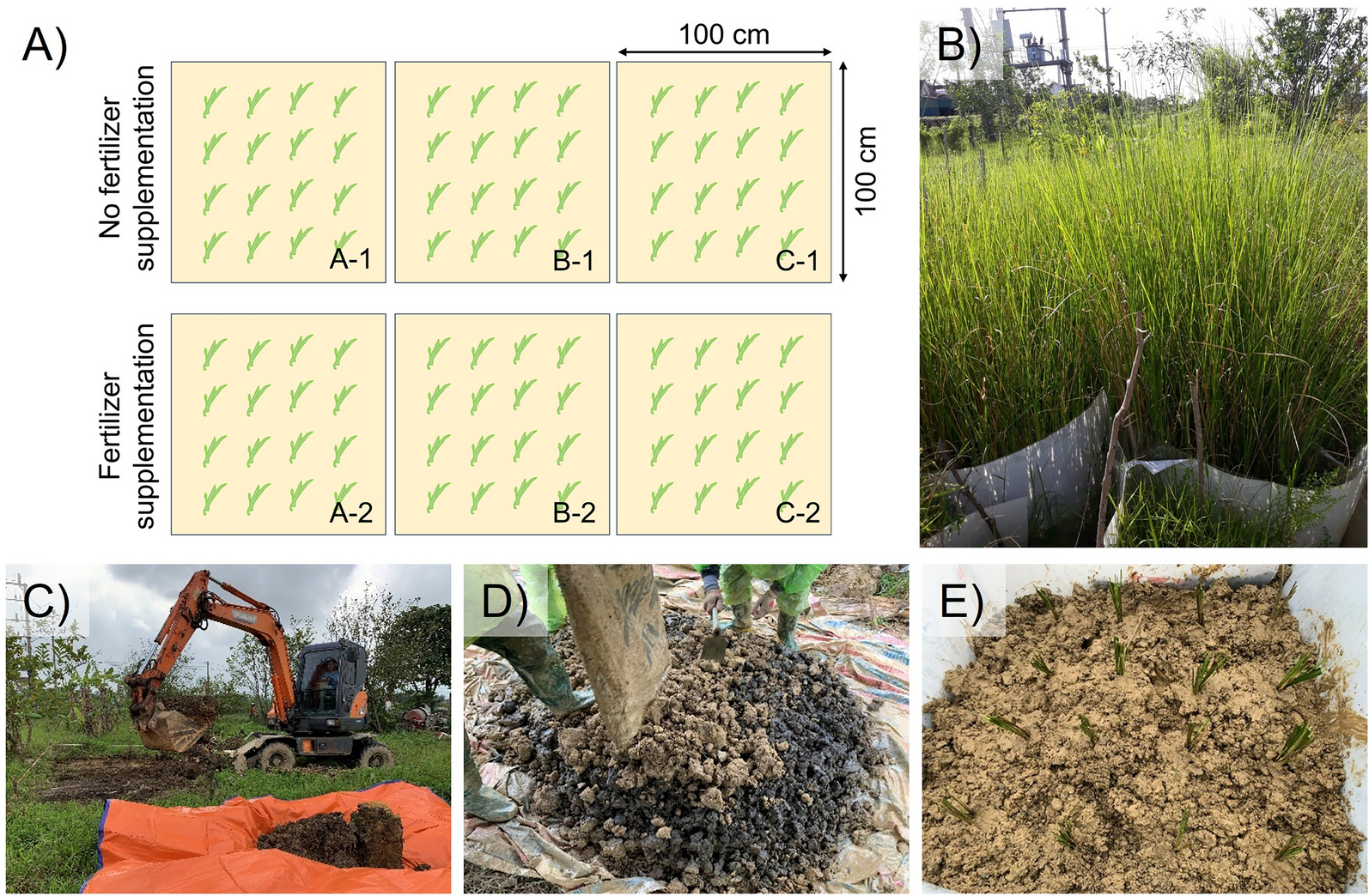 Phyto-Fenton remediation of a dichloro-diphenyl-trichloroethane  contaminated site in Ha Tinh Province, Vietnam | Scientific Reports